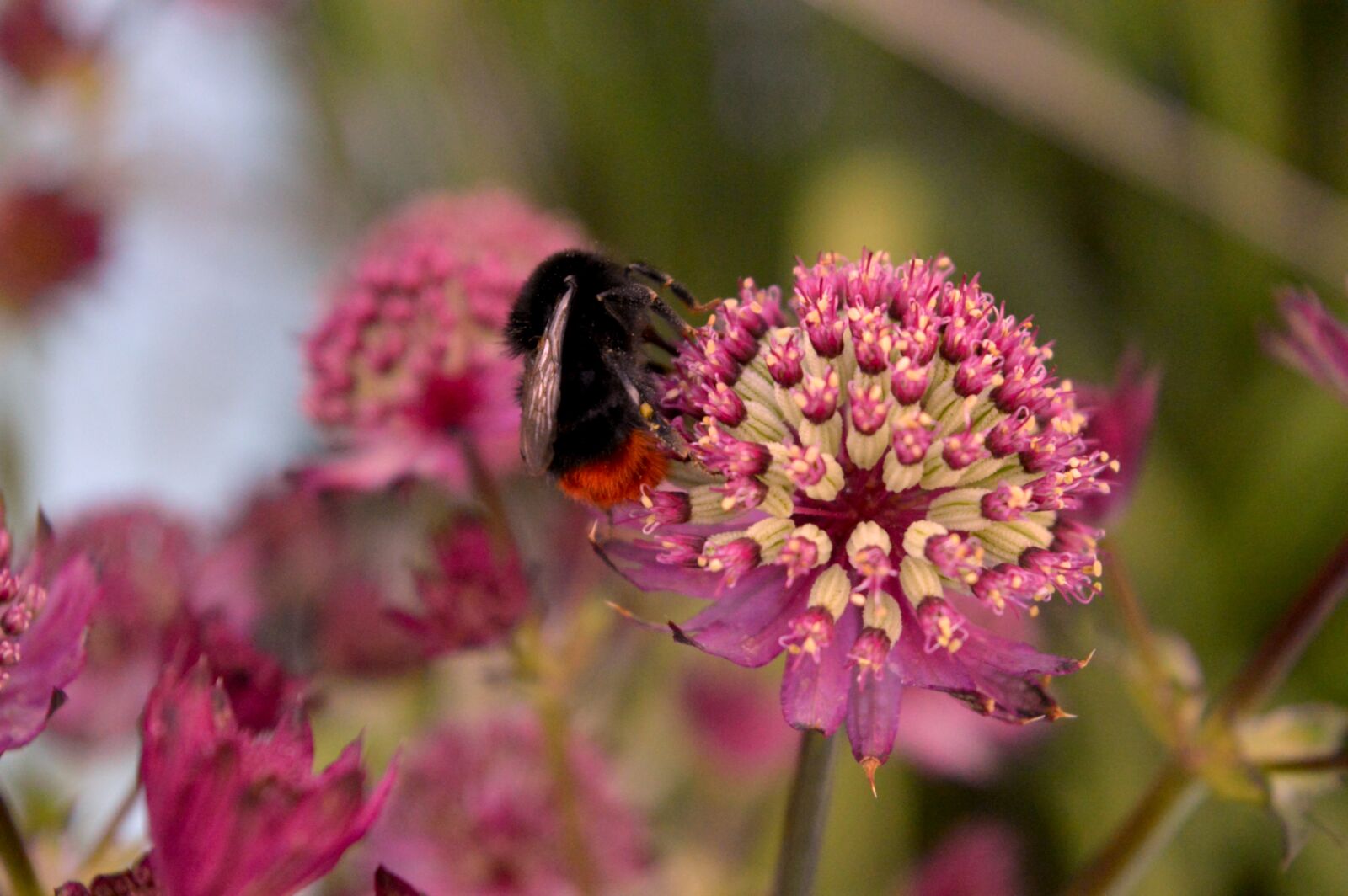 Nikon D3200 sample photo. Hummel, blossom, bloom photography