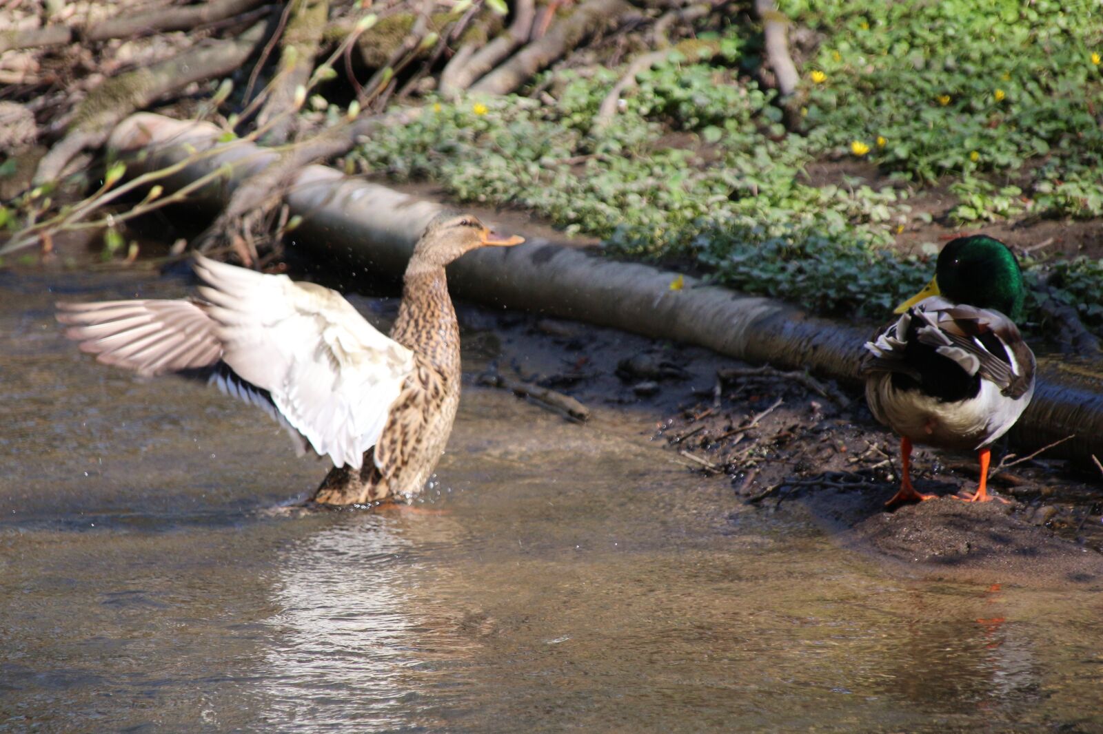 Canon EOS 700D (EOS Rebel T5i / EOS Kiss X7i) sample photo. Duck, water, bird photography