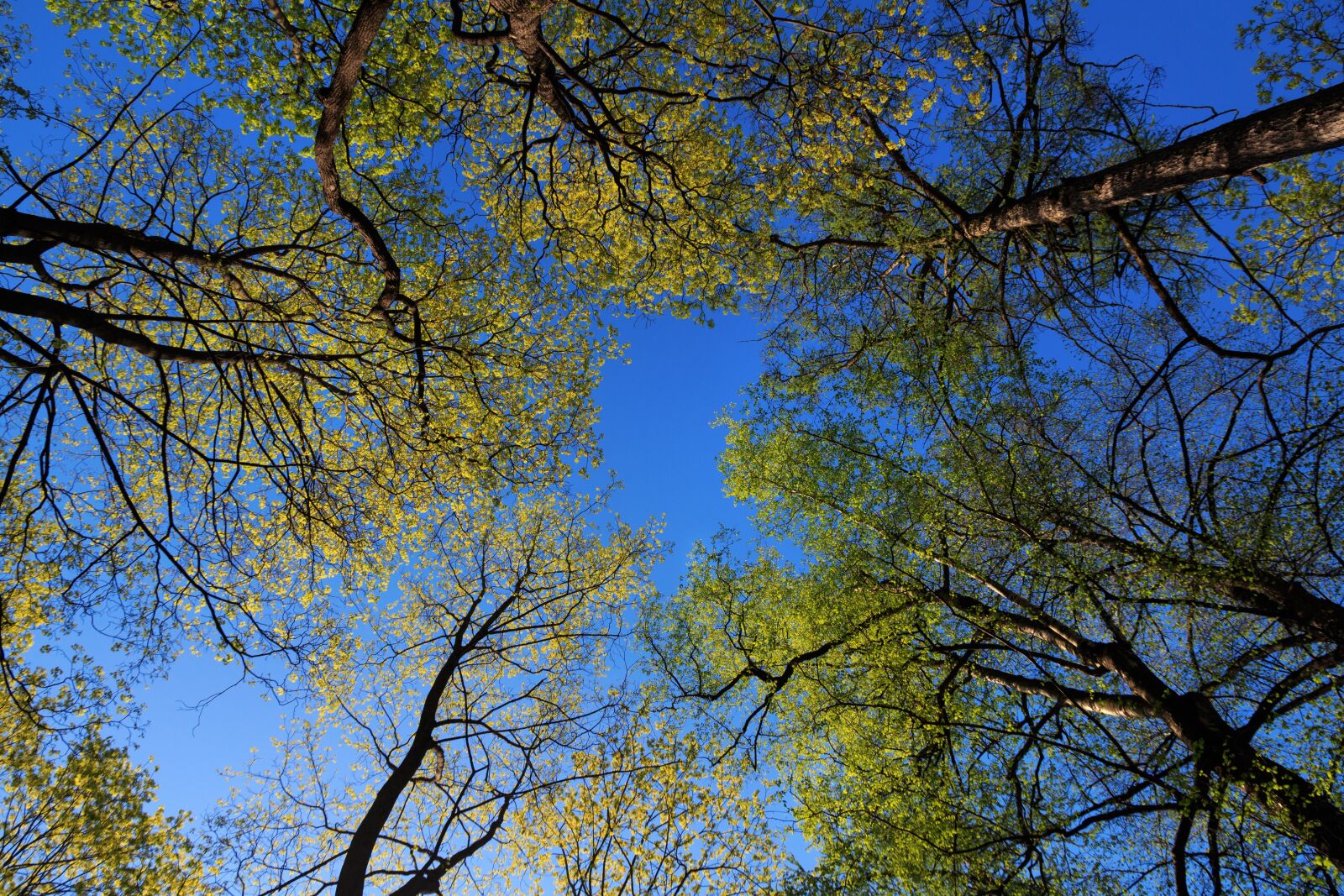 Canon EOS 650D (EOS Rebel T4i / EOS Kiss X6i) sample photo. The trees, sky, krone photography