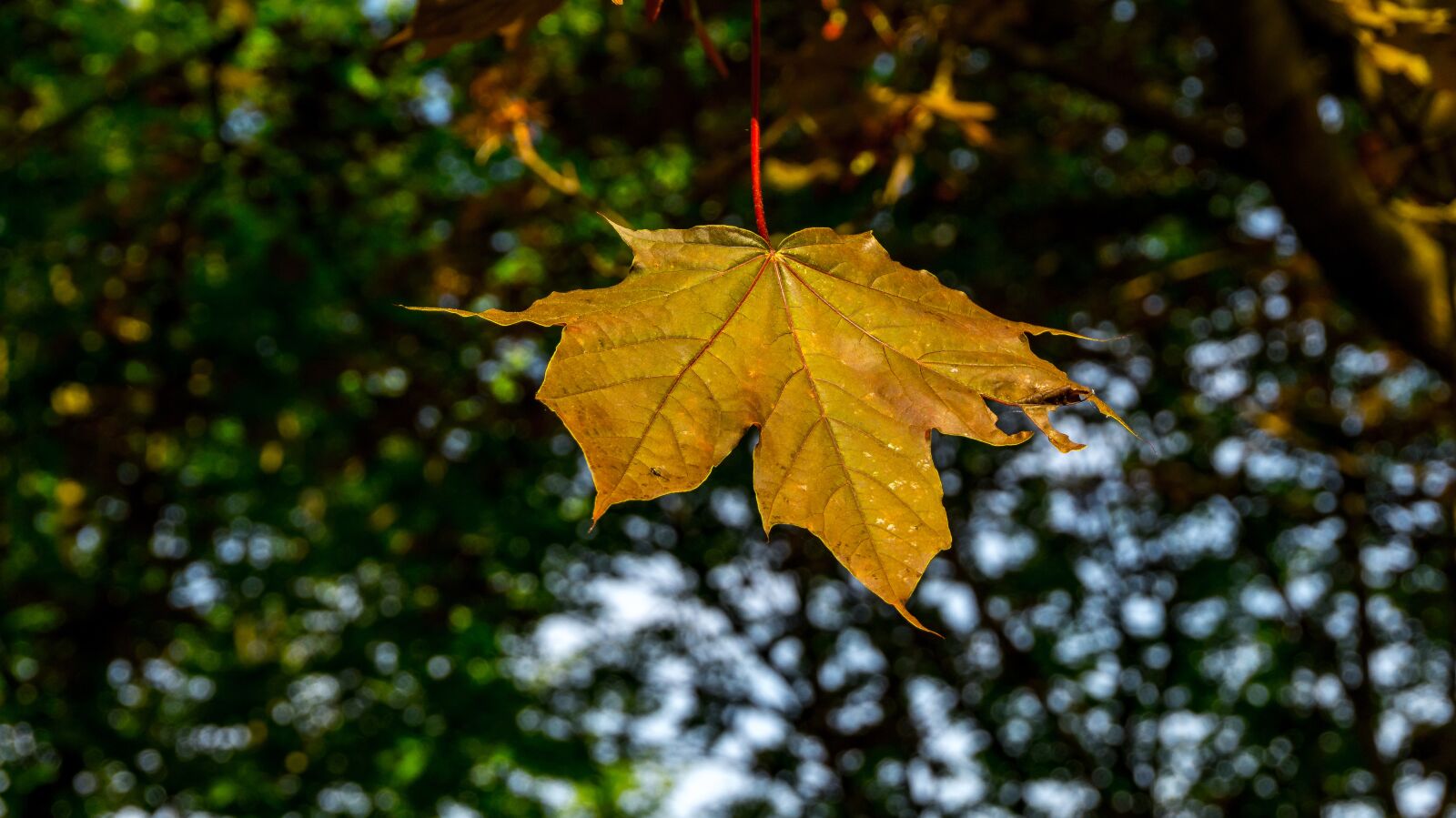 Sony Alpha a5000 (ILCE 5000) sample photo. Leaf, autumn, nature photography