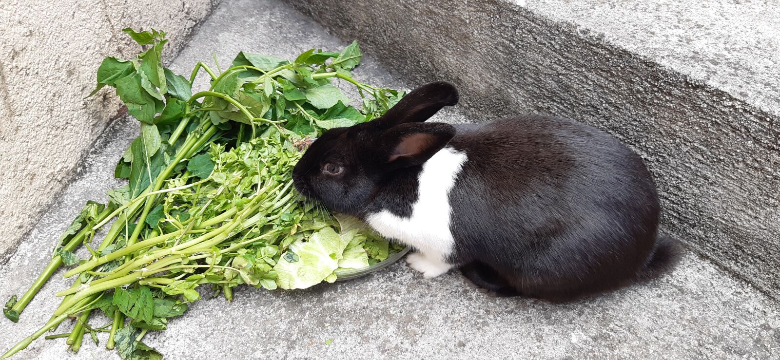 Samsung Galaxy A30 sample photo. Fauna, animal, comida photography
