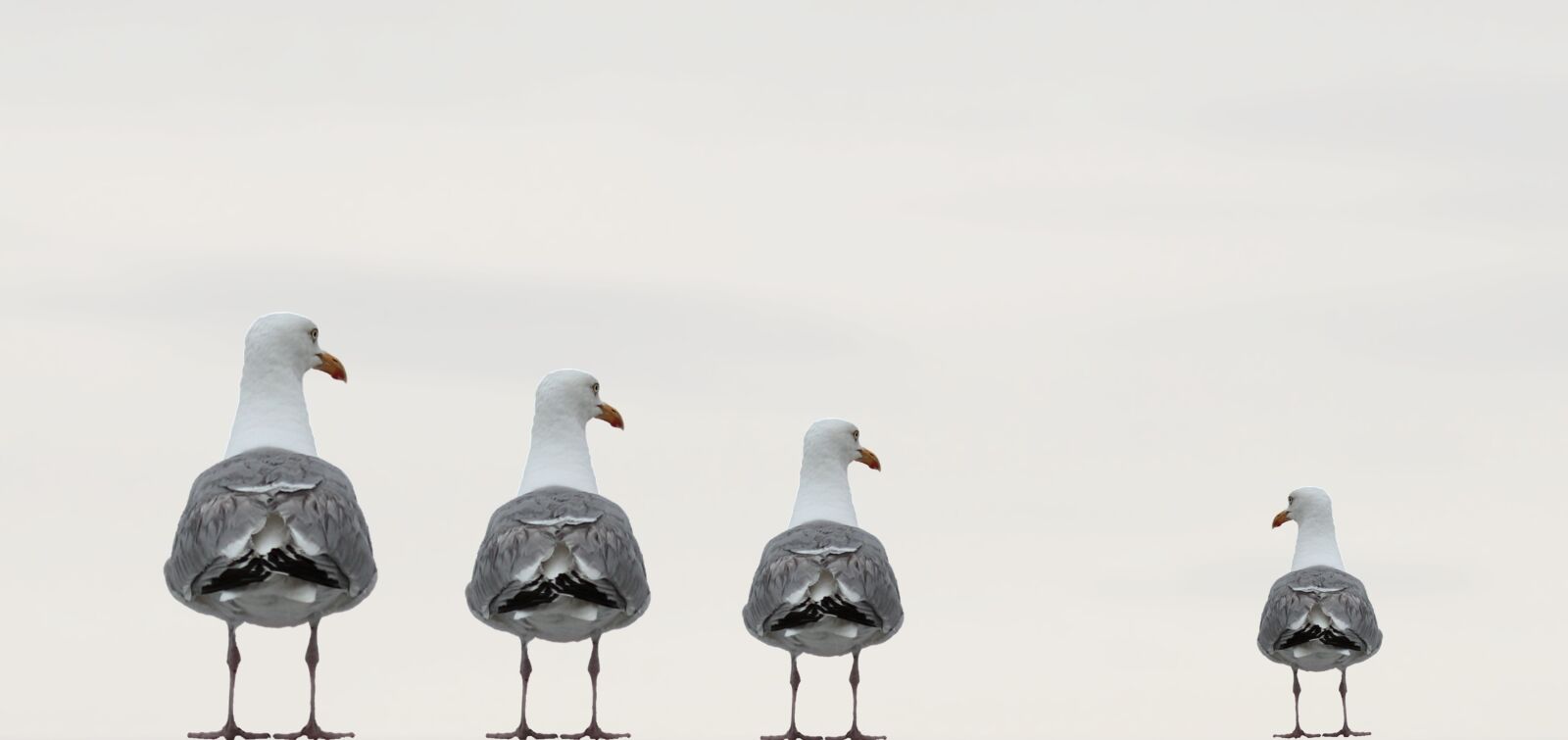Canon EOS 80D sample photo. Gulls, fun photo, composing photography