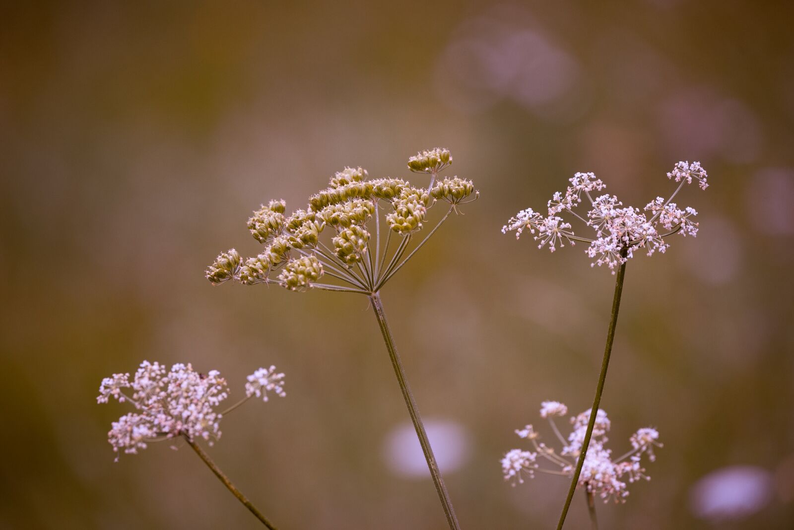 Nikon D750 sample photo. Cow parsley, flowers, grassland photography