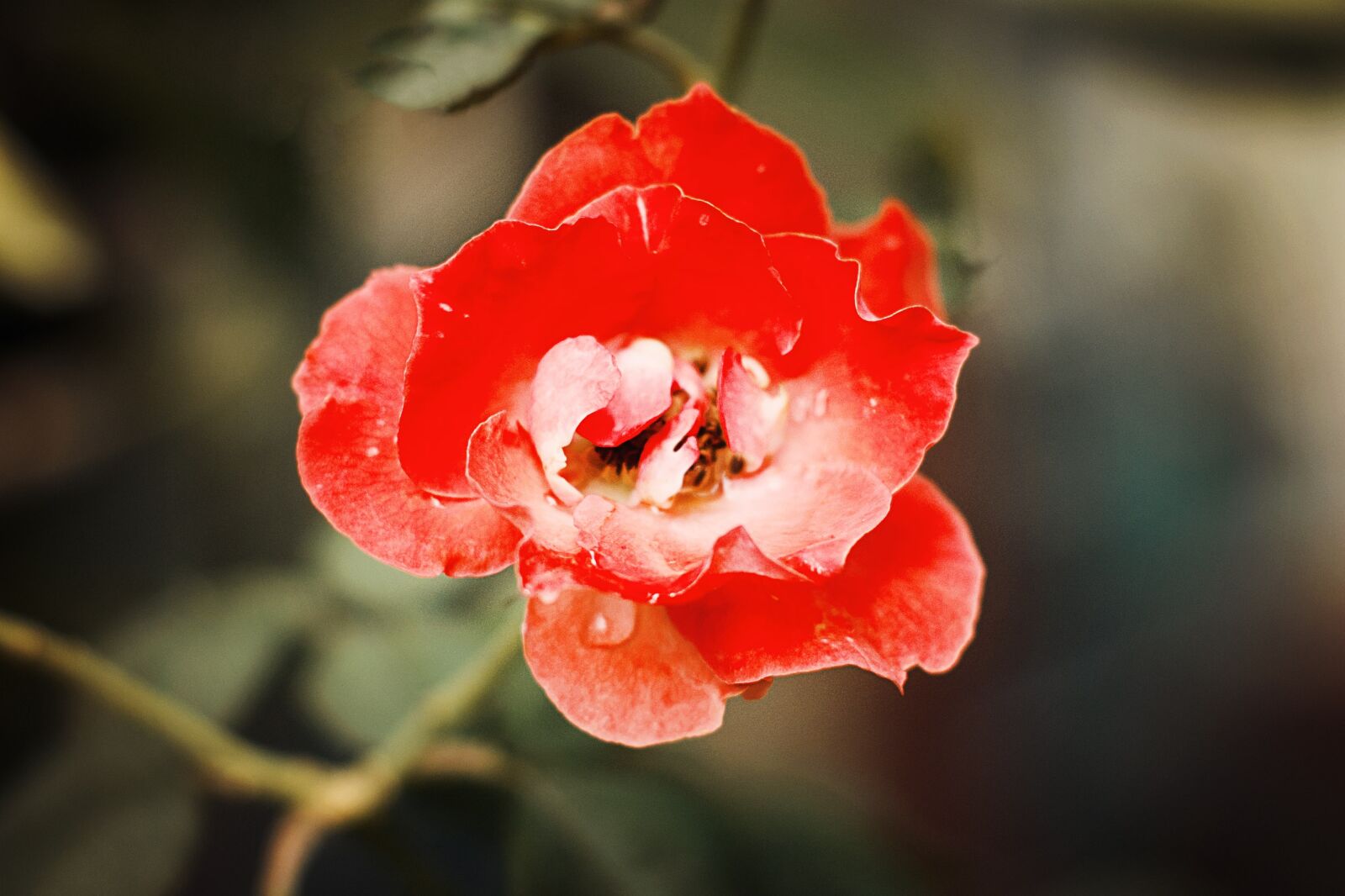 Sony Alpha DSLR-A230 + Minolta AF 50mm F1.7 sample photo. Rose, ruby, flowers photography