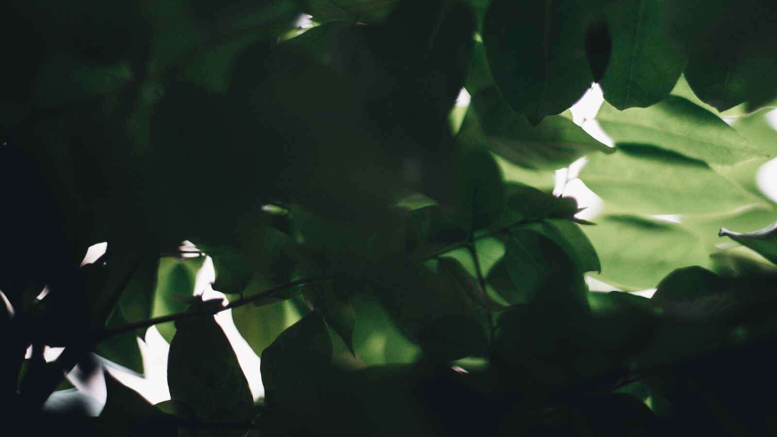 Canon EOS 6D + Canon EF 50mm F1.4 USM sample photo. Green, trees photography