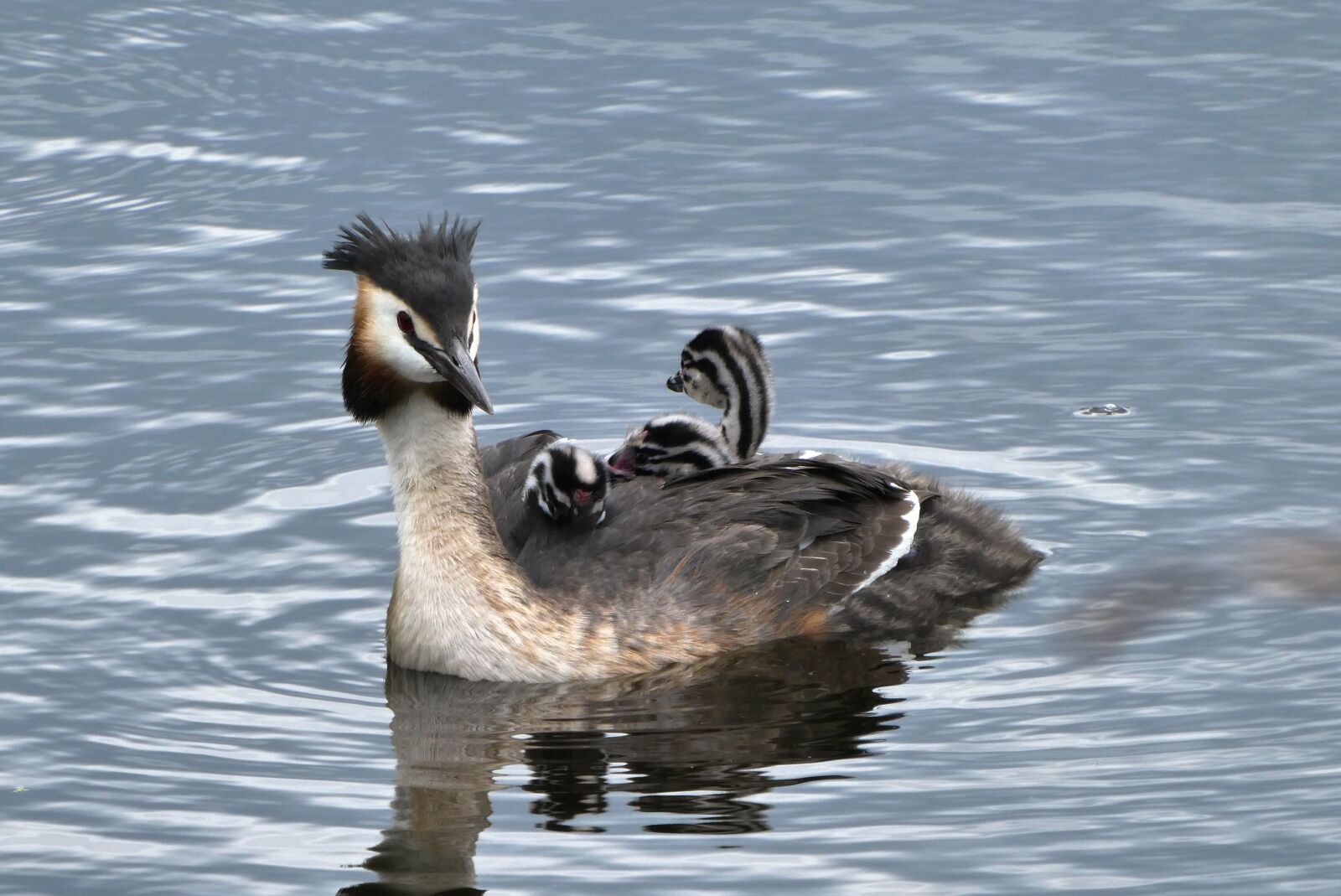 Panasonic Lumix DC-ZS70 (Lumix DC-TZ90) sample photo. Great crested grebe with photography