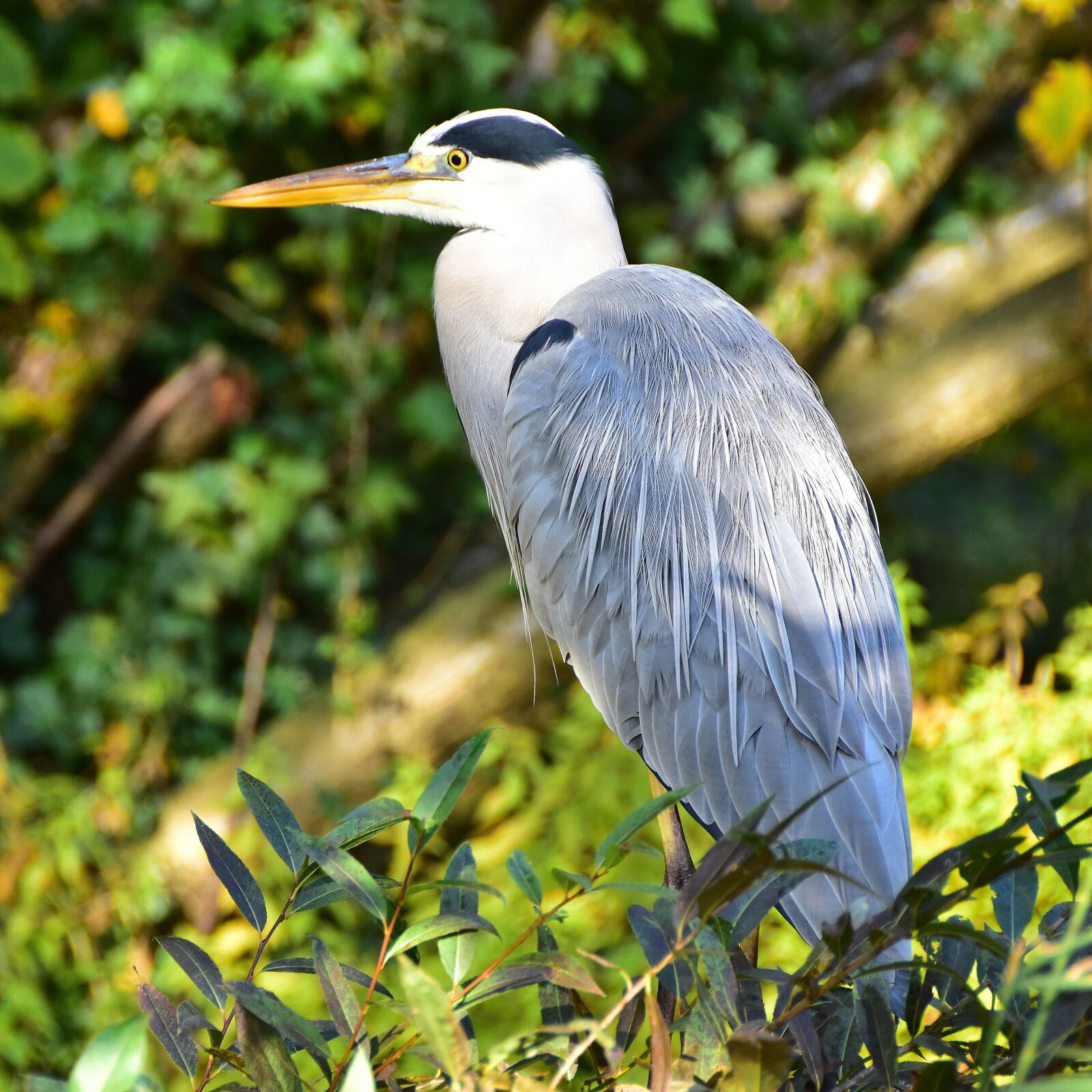 Nikon D7200 sample photo. Blue heron, bird, nature photography