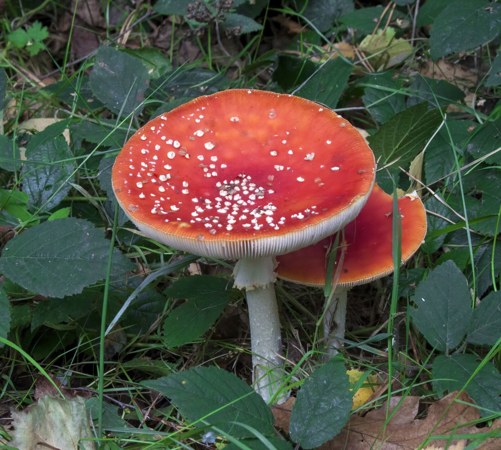 Canon EOS 500D (EOS Rebel T1i / EOS Kiss X3) + Canon EF-S 18-55mm F3.5-5.6 II sample photo. Toadstool, fly agaric, mushroom photography