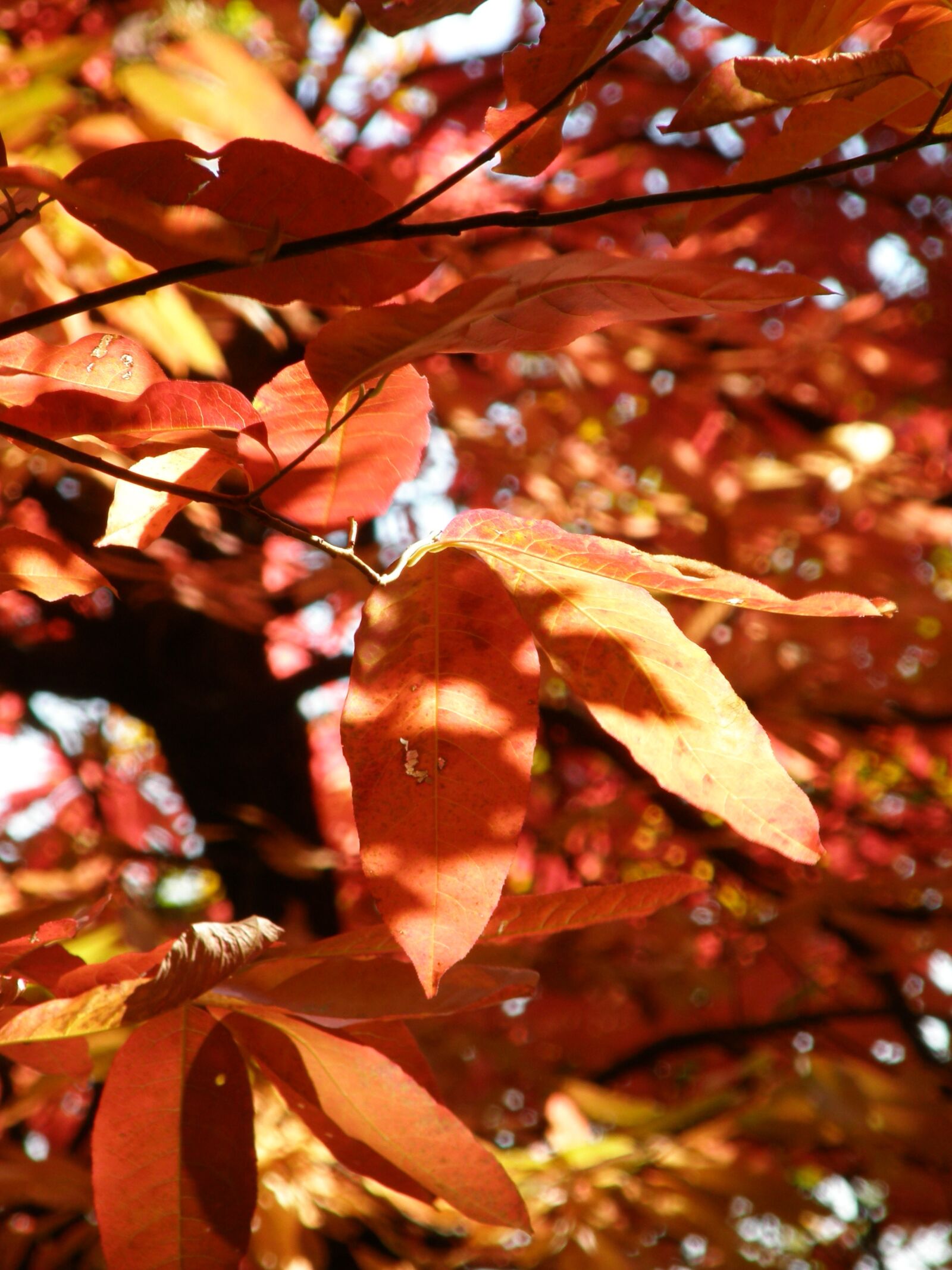Olympus SP550UZ sample photo. Autumn, fall, leaves photography