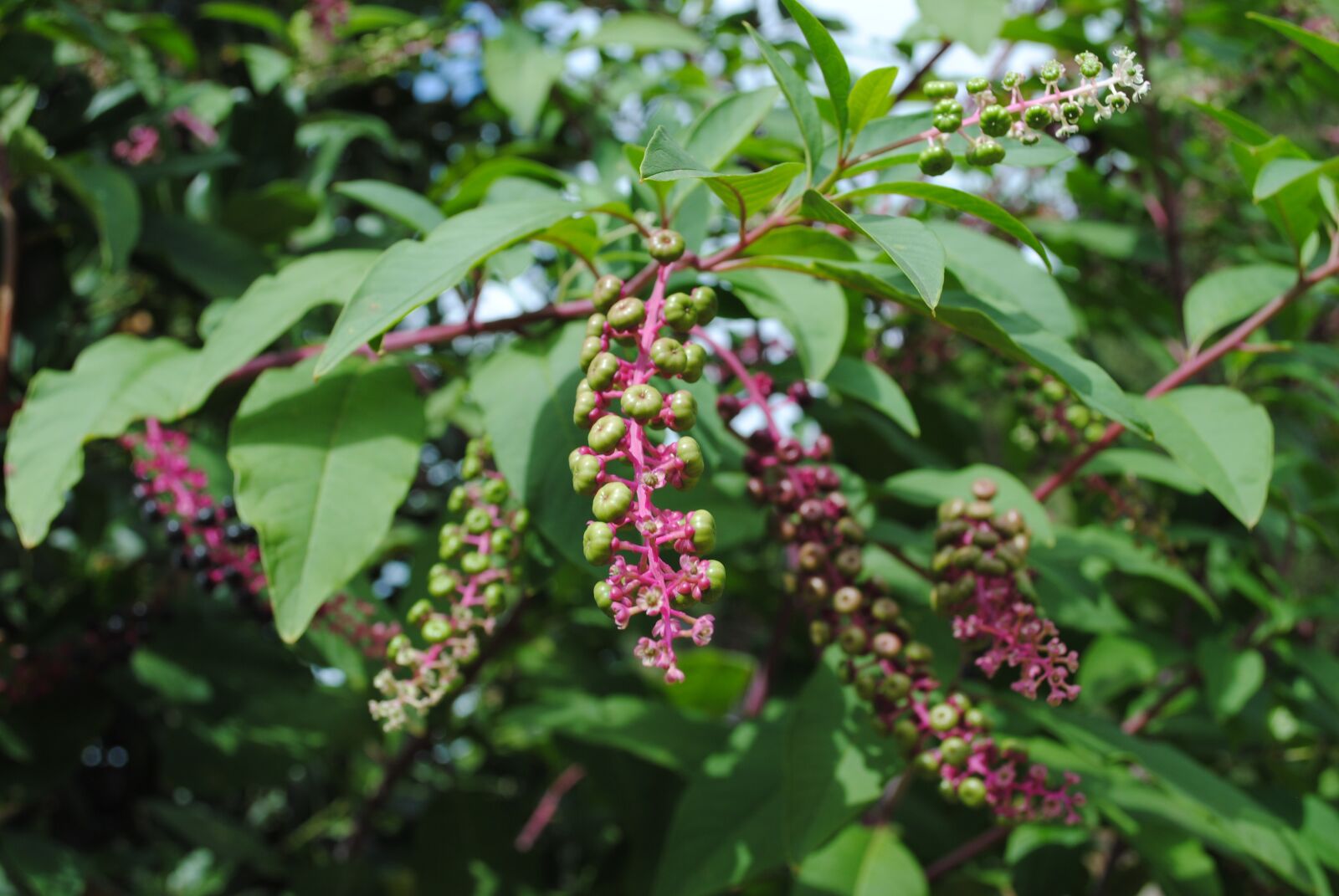 Nikon D3000 sample photo. Nature, flora, leaf photography