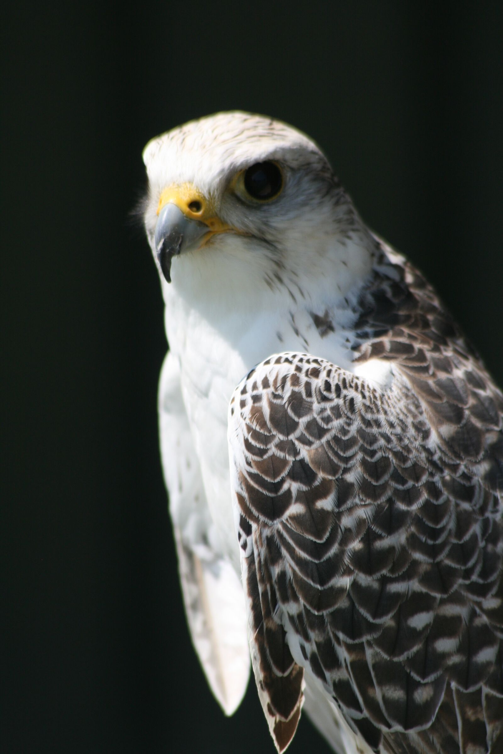 Canon EOS 400D (EOS Digital Rebel XTi / EOS Kiss Digital X) sample photo. Bird, prey, beak photography