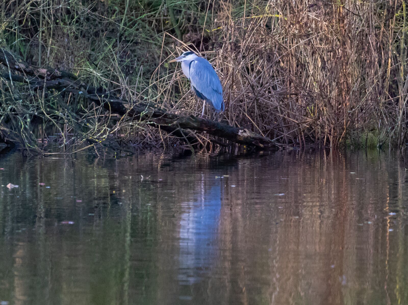 Canon EOS 7D Mark II sample photo. Grey heron, water, heron photography