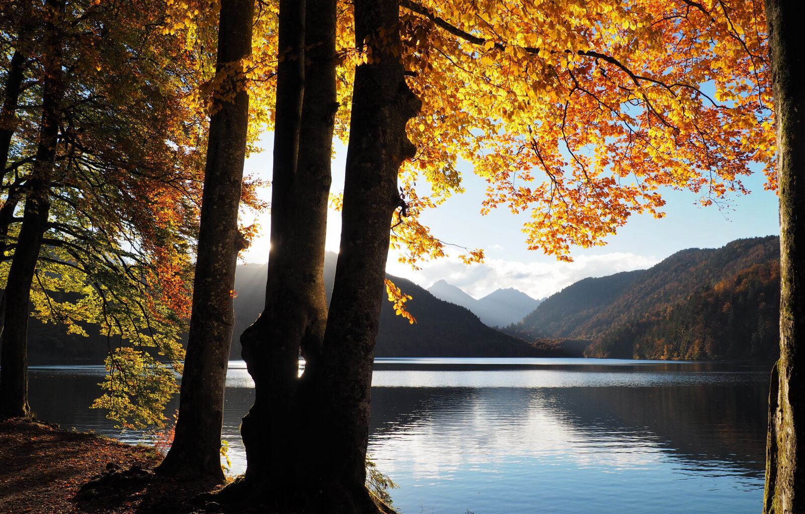 Olympus OM-D E-M10 sample photo. Fall, lake, tree photography