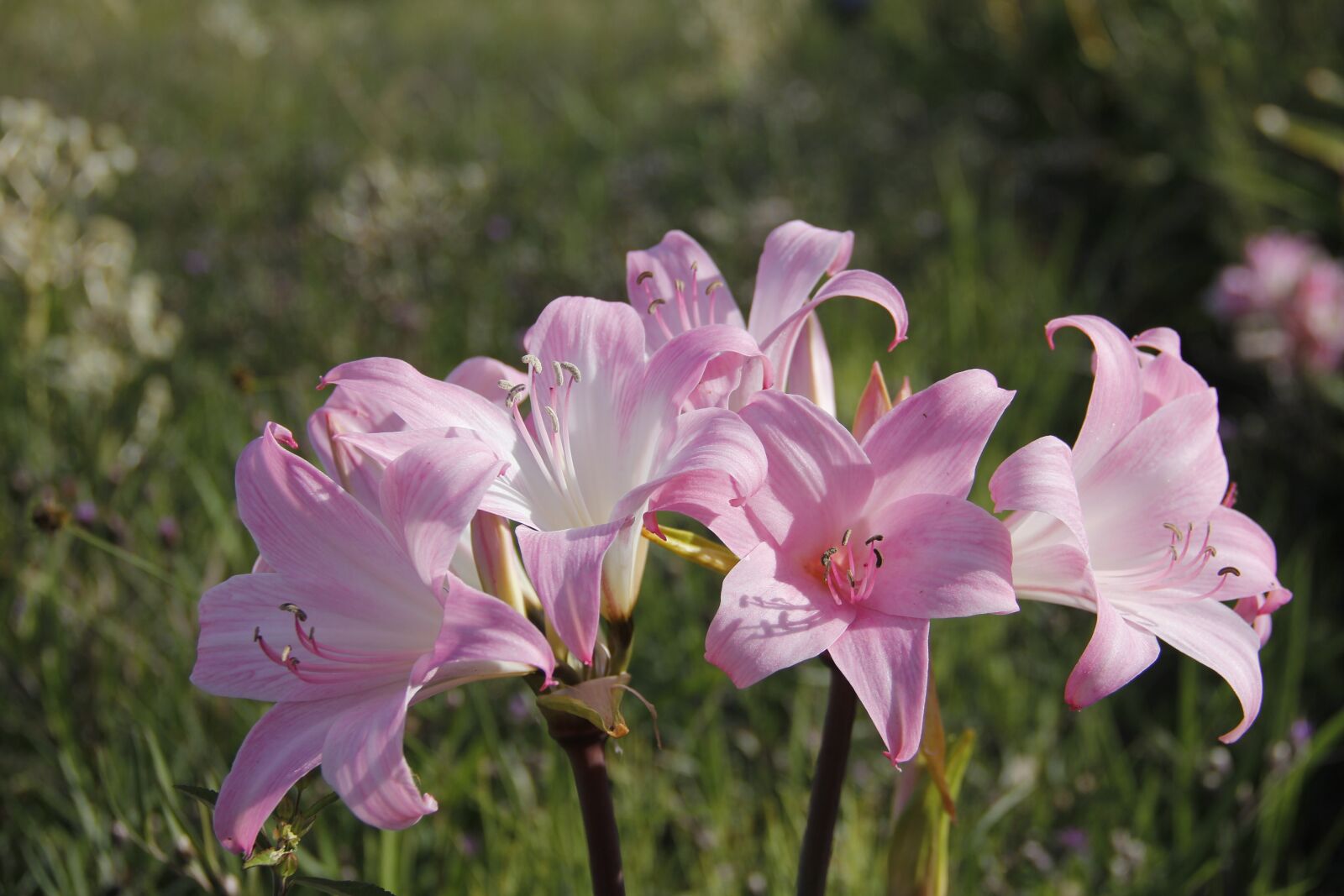Canon EOS 60D sample photo. Flowers, nature, uruguay photography