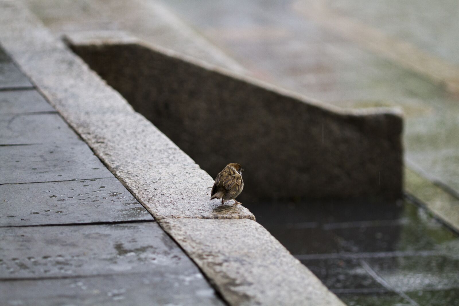 Canon EOS 7D + Canon EF 100mm F2.8 Macro USM sample photo. Sparrow, new, animal photography