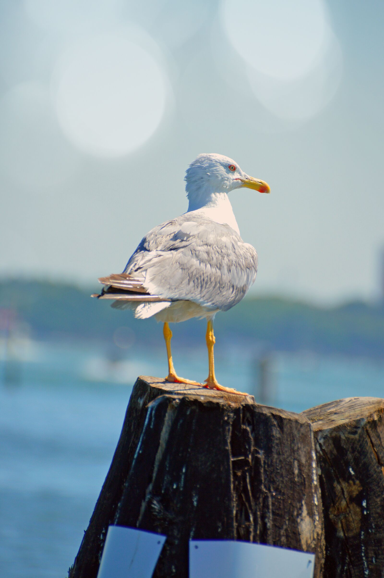 Nikon D3200 sample photo. Seagull, bird, sea bird photography