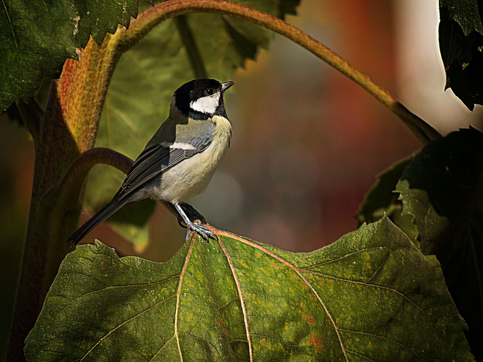 Nikon D3300 sample photo. Animal world, bird, nature photography