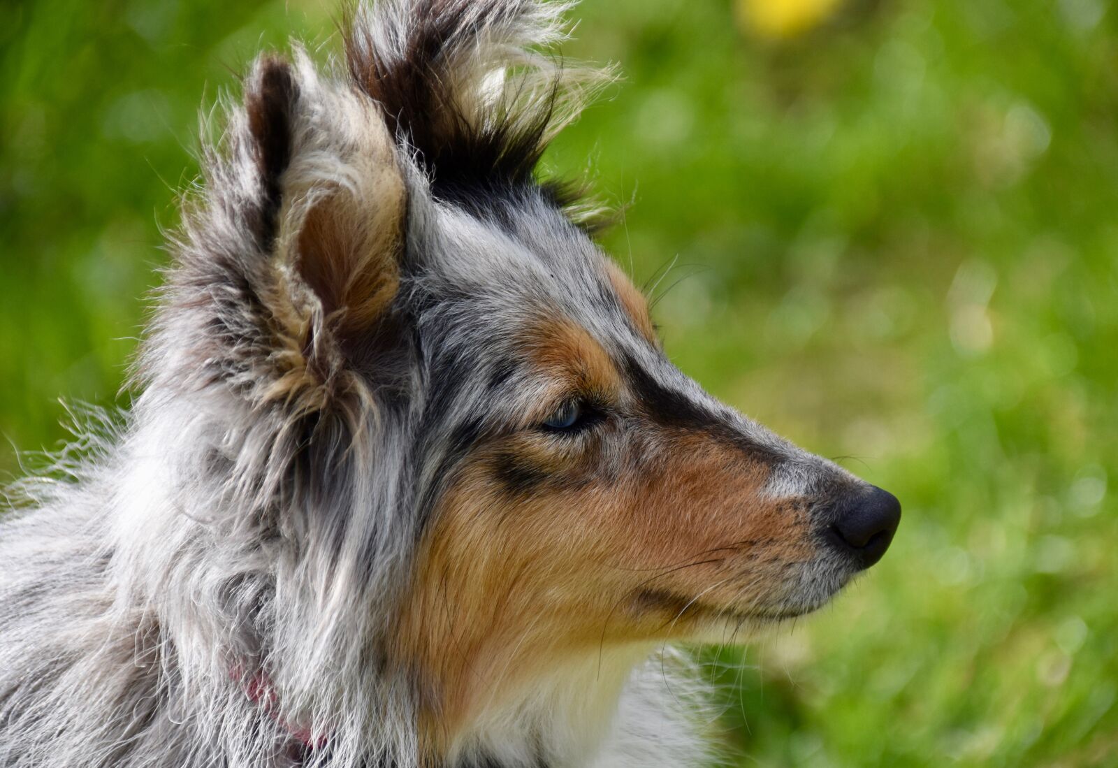 Nikon D5600 sample photo. Dog, bitch, portrait profile photography