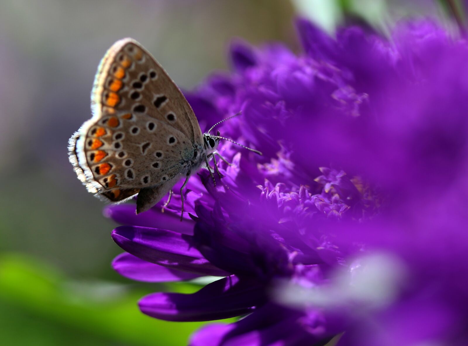 Canon EOS 7D Mark II + Canon EF-S 60mm F2.8 Macro USM sample photo. Butterfly, wings, coloring photography