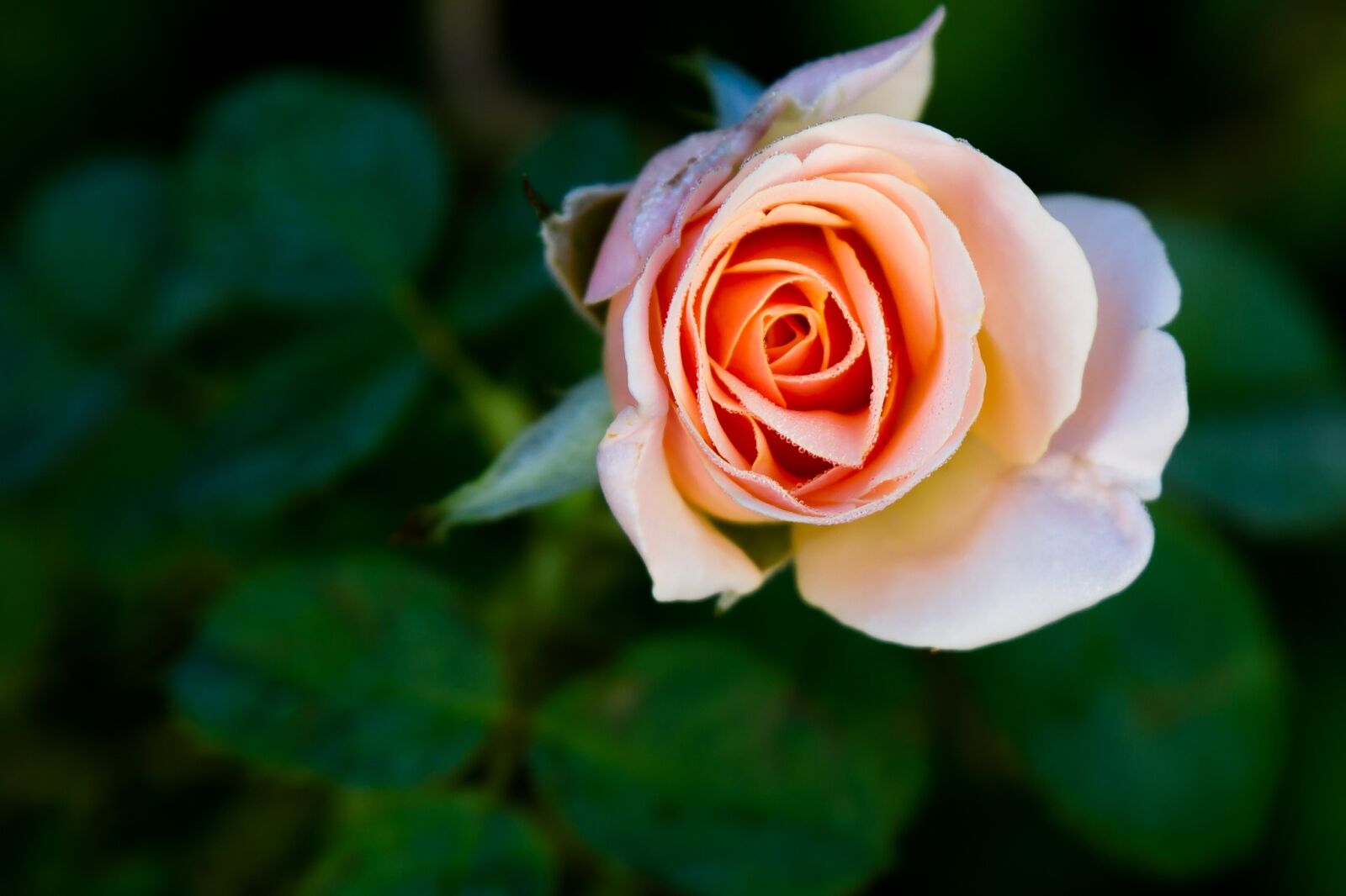 Canon EOS 7D sample photo. Rose, single bloom, garden photography