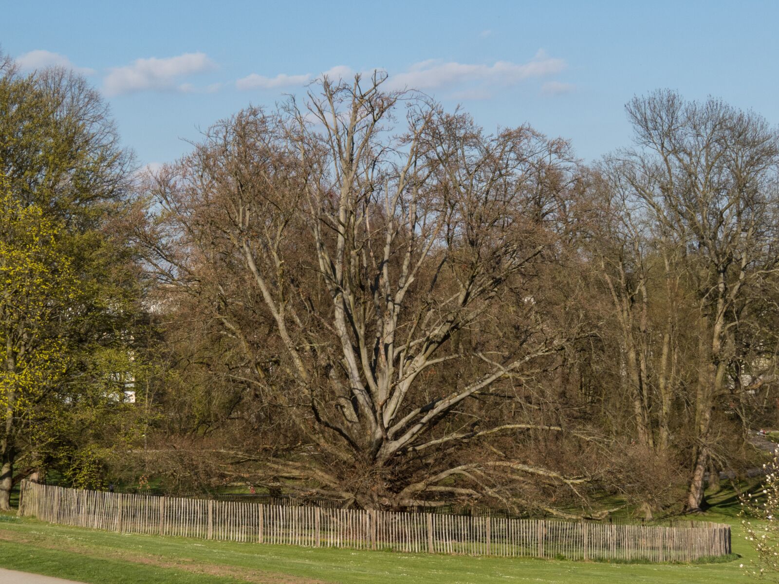 Canon PowerShot SX50 HS sample photo. Tree, old tree, landscape photography
