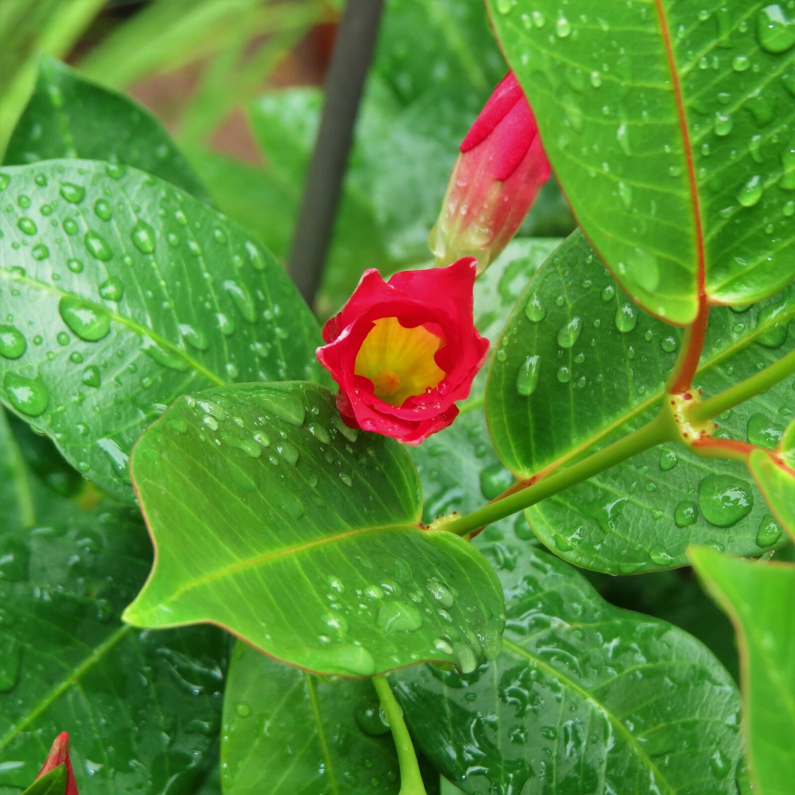 Canon PowerShot SX50 HS sample photo. Red, bud, green vine photography