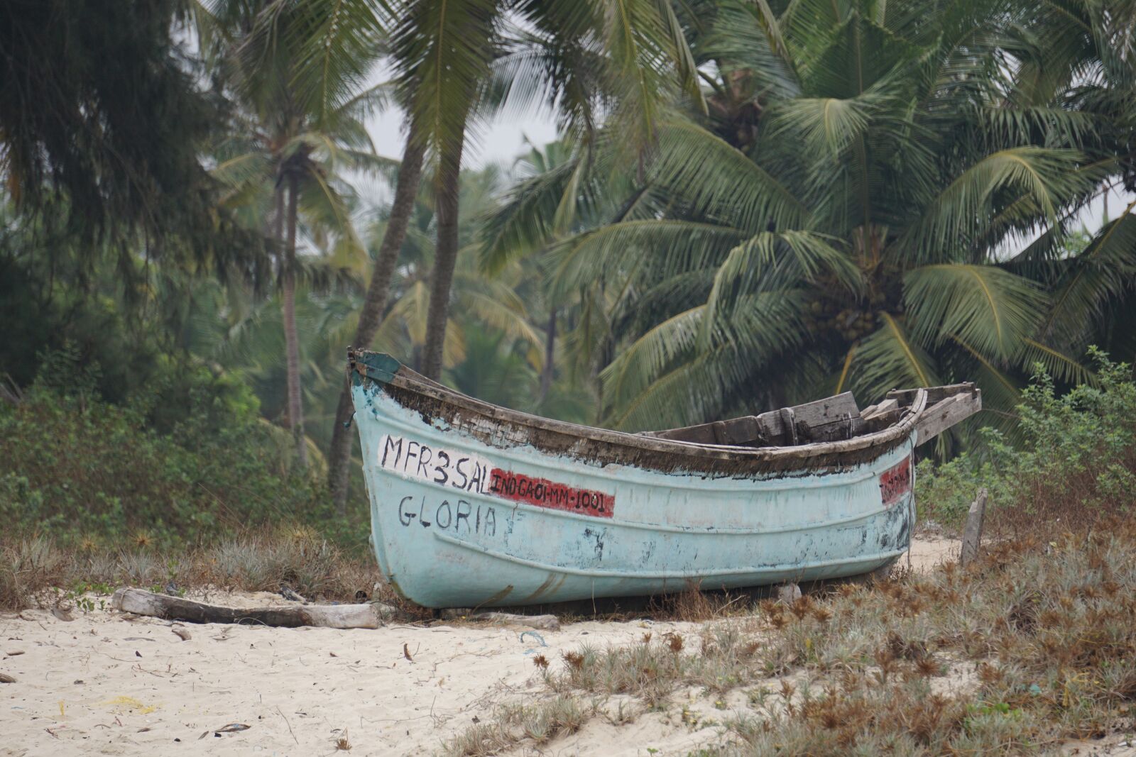 Sony E 55-210mm F4.5-6.3 OSS sample photo. Tree, beach, nature photography