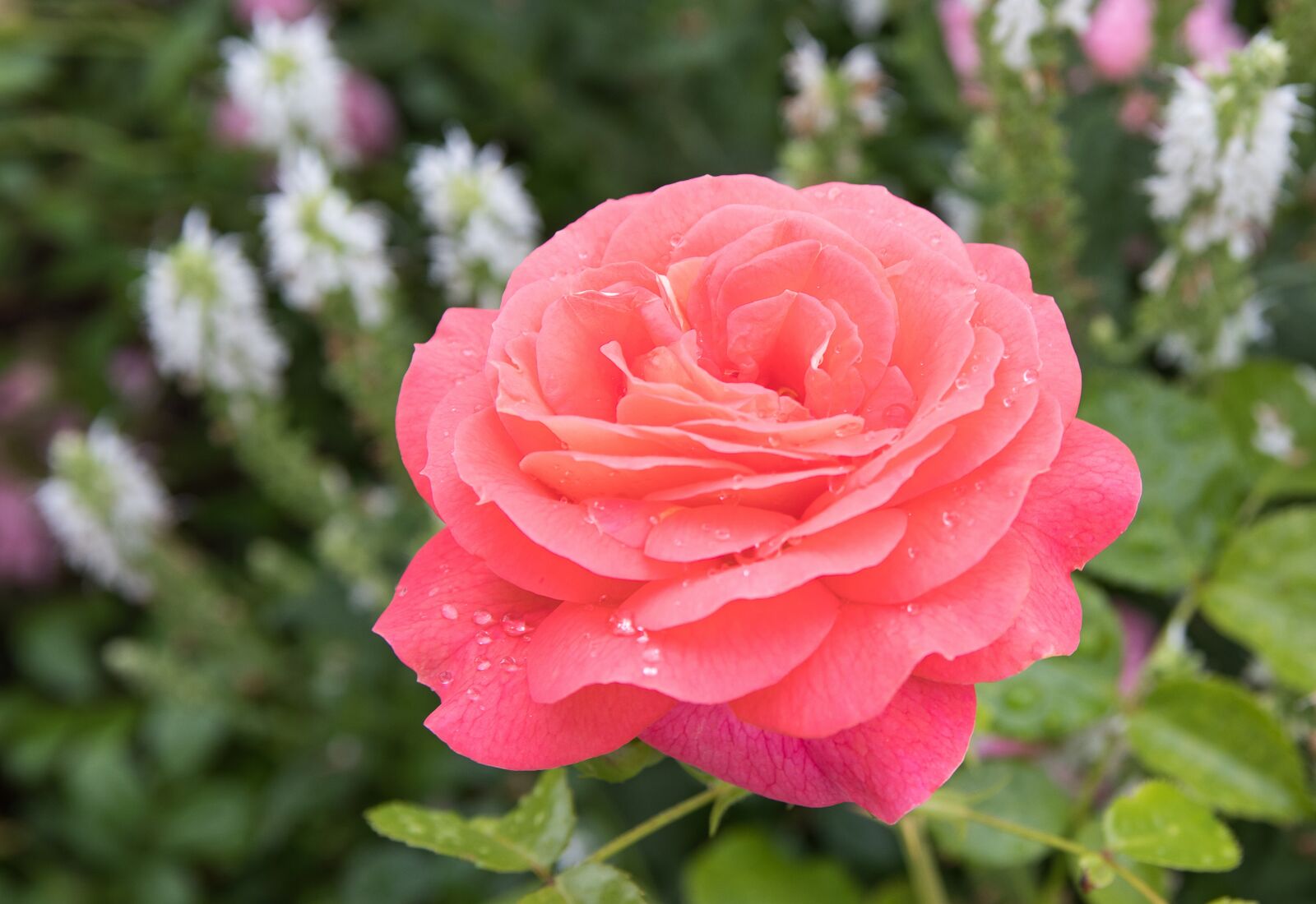 Canon EOS 80D sample photo. Rose, rose bloom, blossom photography