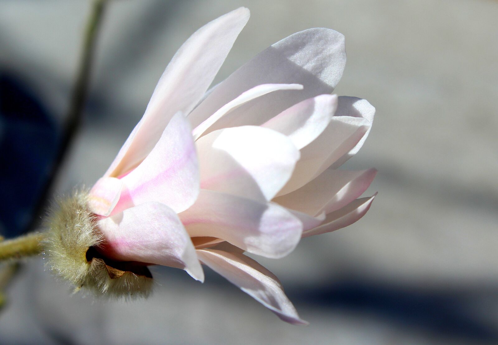 Canon EOS 1200D (EOS Rebel T5 / EOS Kiss X70 / EOS Hi) sample photo. Magnolia, flower, white flower photography