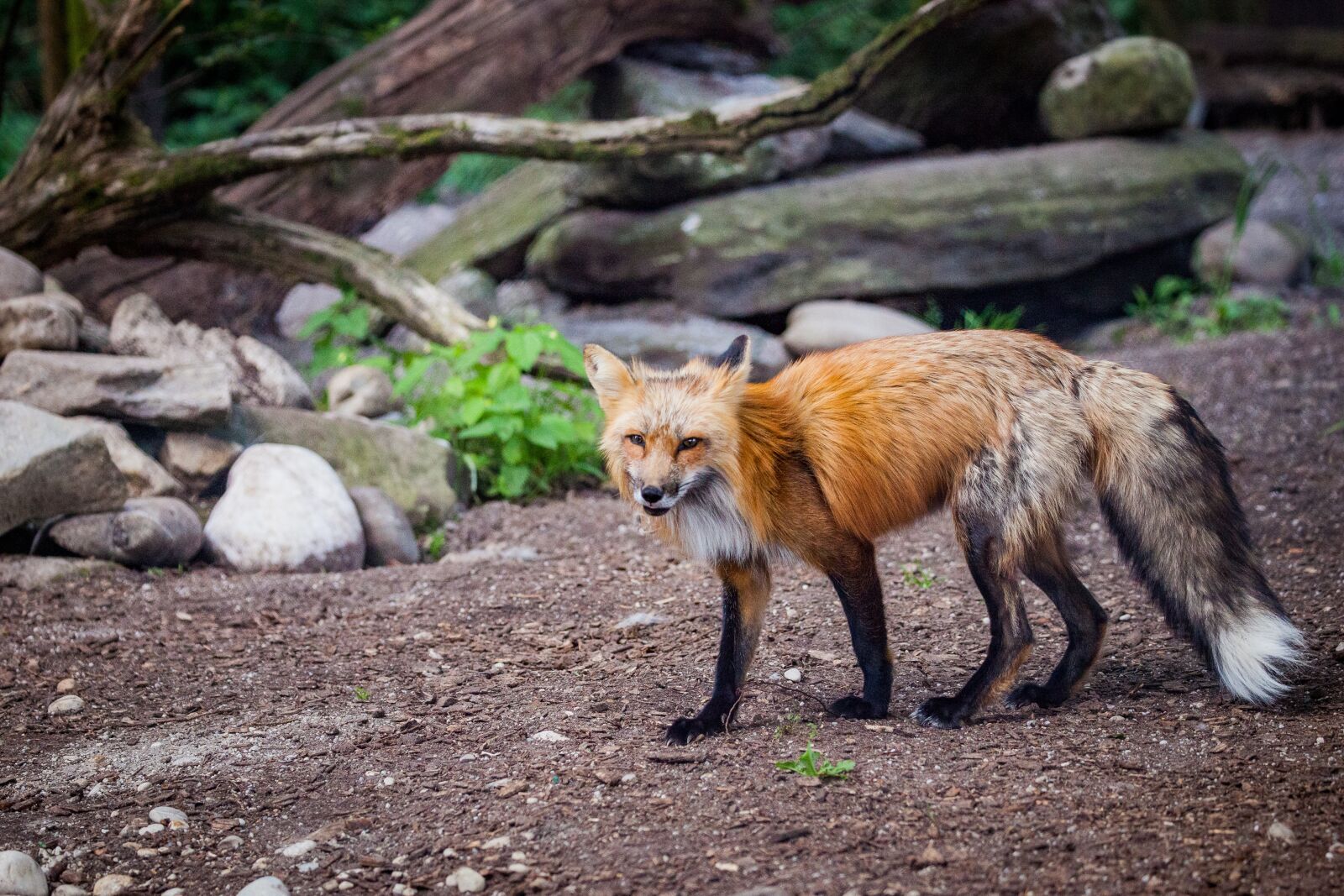 Canon EOS 5D Mark II sample photo. Fuchs, wild, wild animal photography