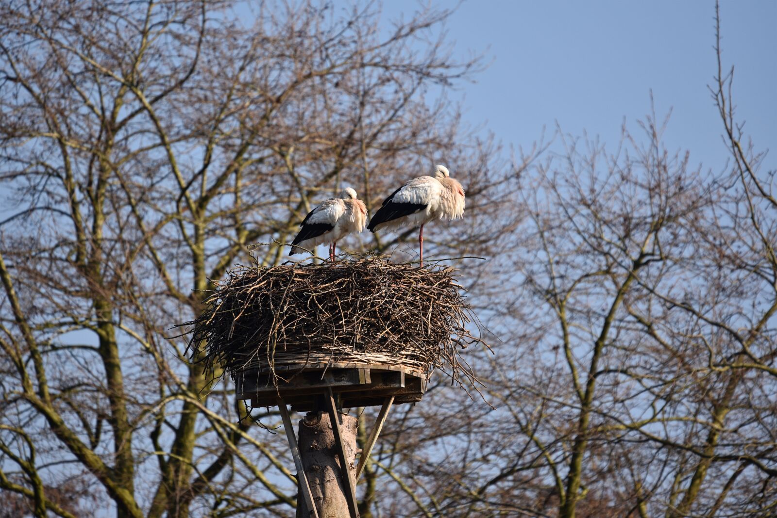Nikon D750 sample photo. White stork, wading bird photography