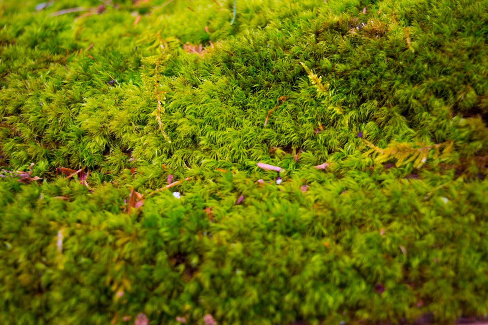 Nikon D3300 sample photo. Nature, growth, flora photography