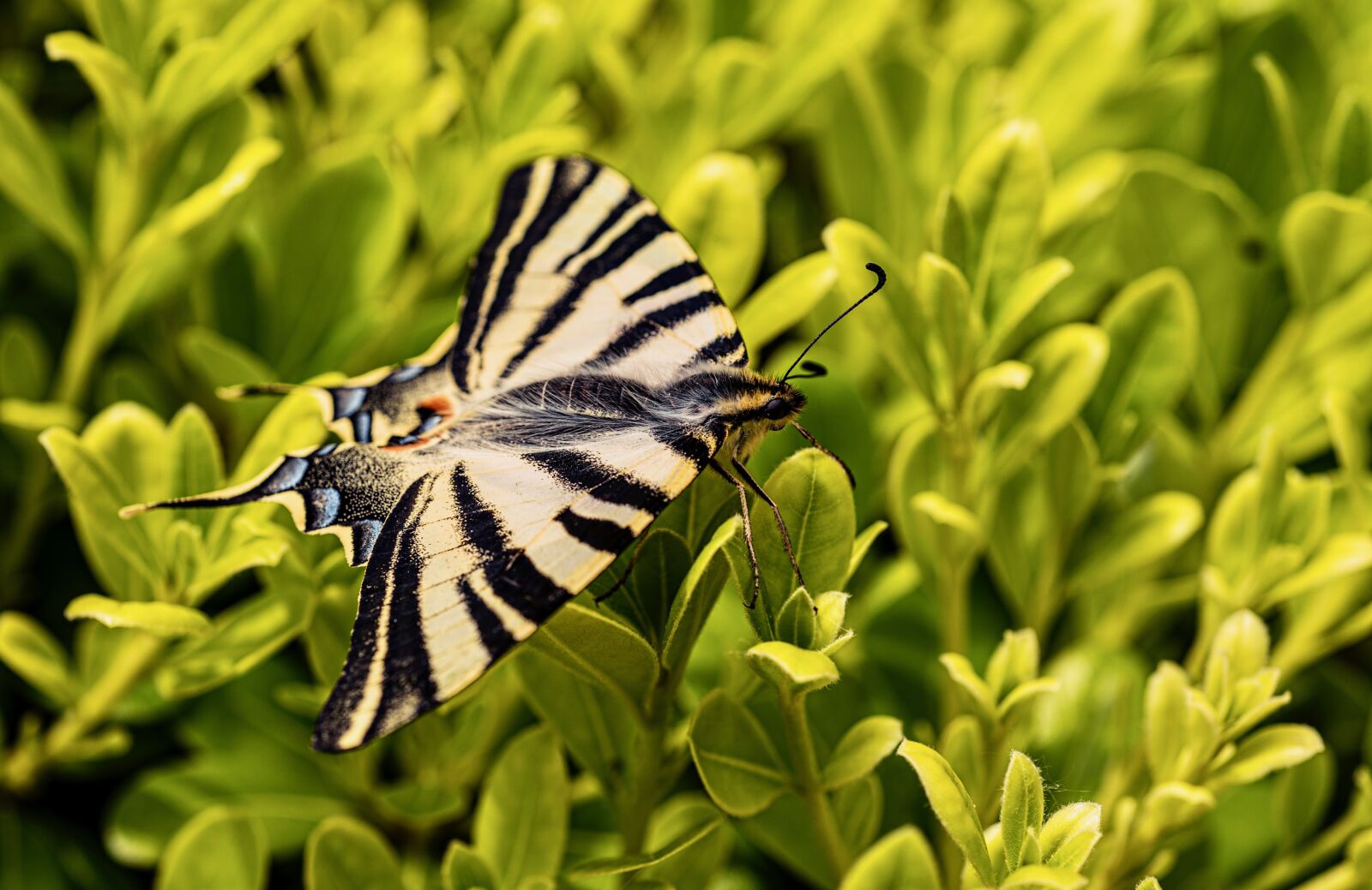 Nikon D750 sample photo. Nature, butterfly photography
