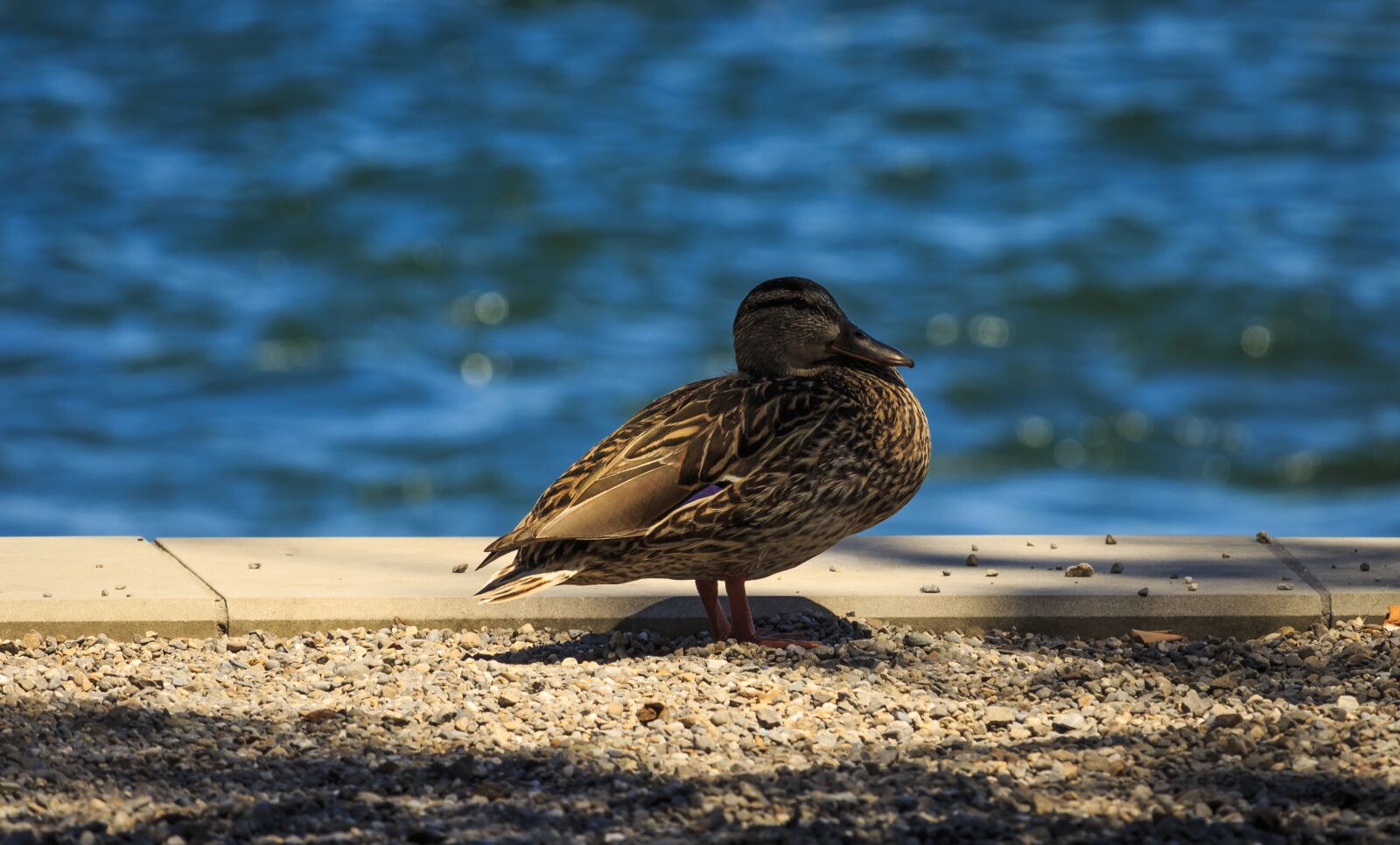 Canon EOS 650D (EOS Rebel T4i / EOS Kiss X6i) sample photo. Duck, lake constance, mallard photography