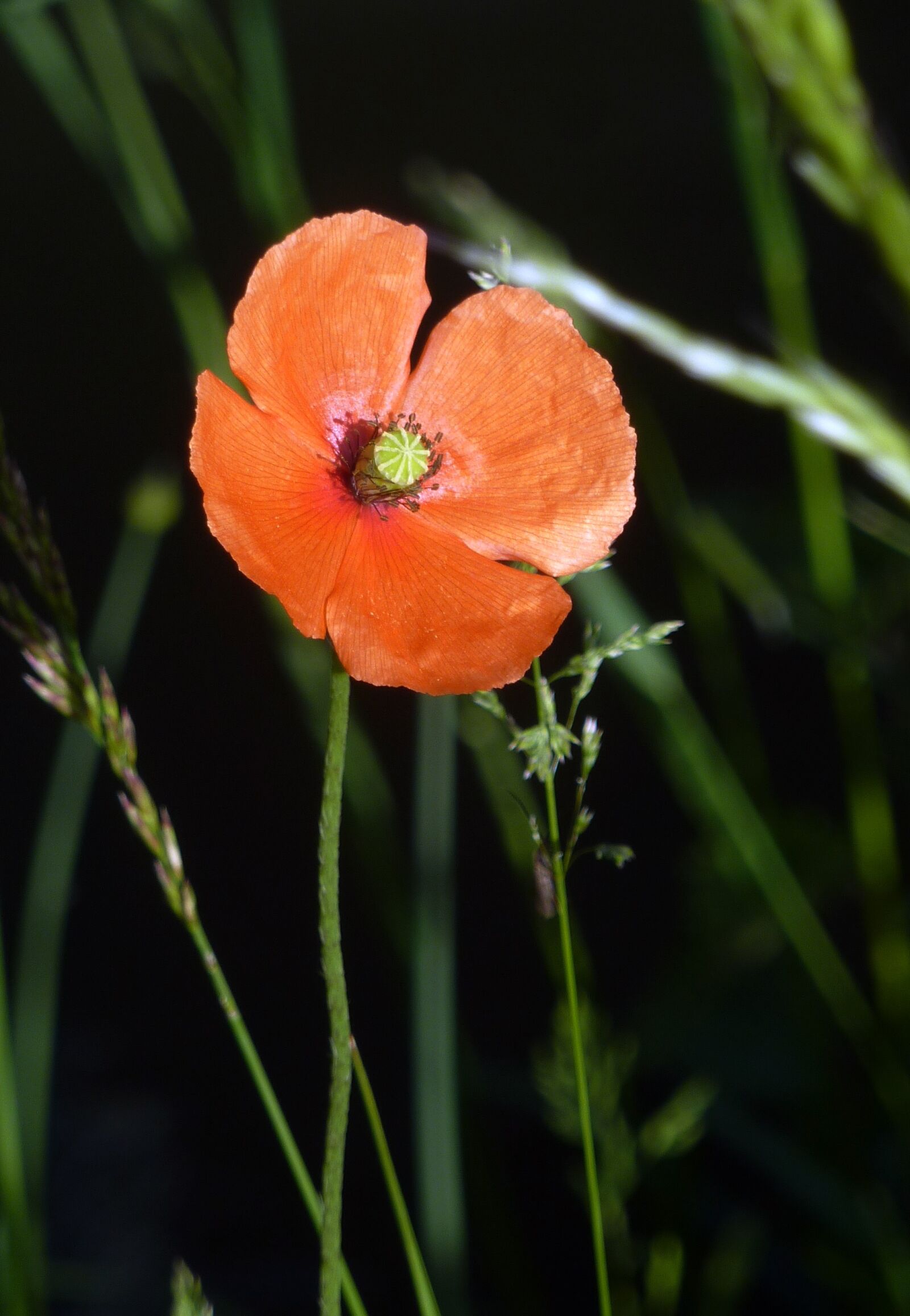 Panasonic DMC-TZ7 sample photo. Flower, poppy, nature photography