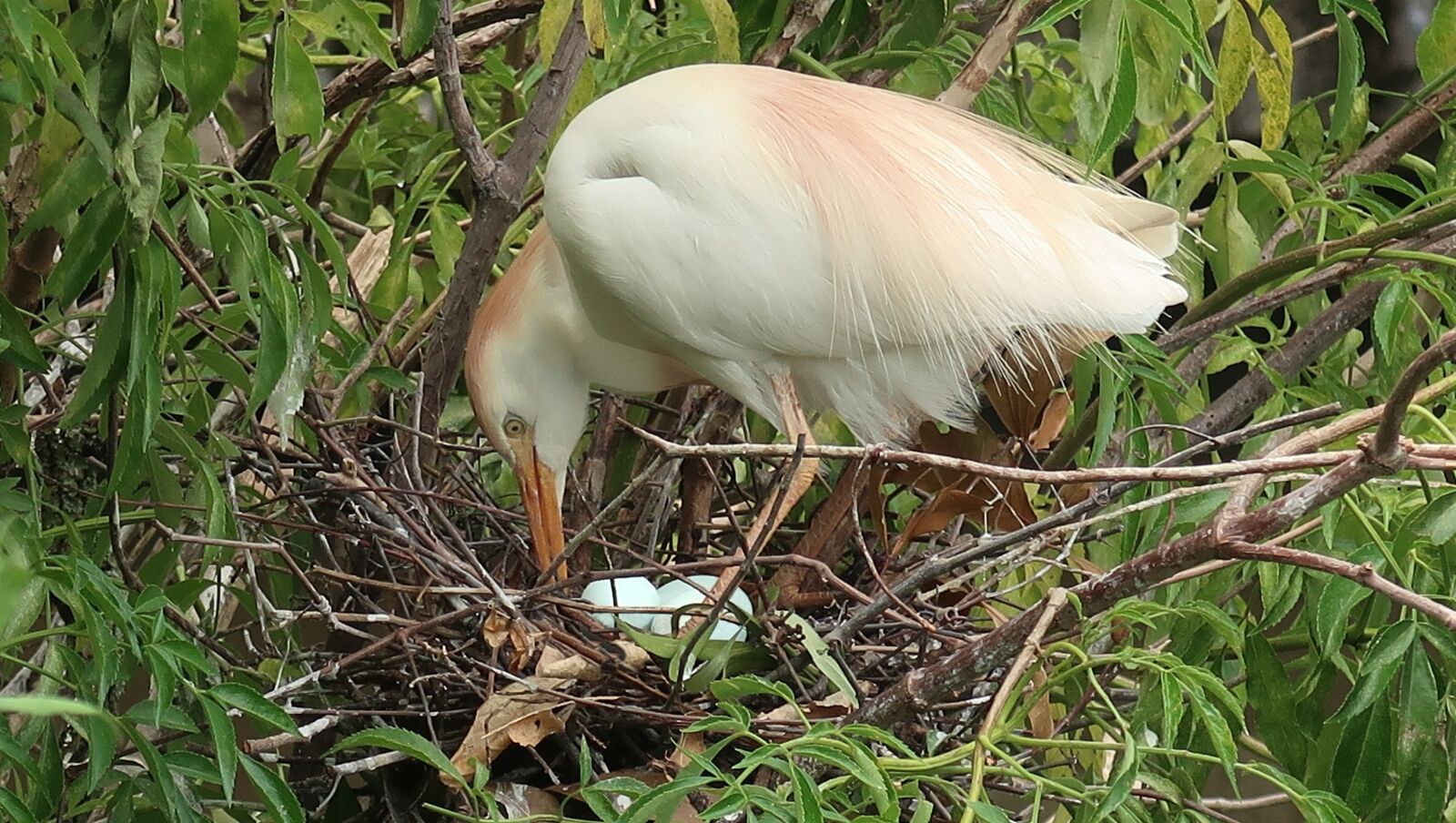 Canon PowerShot G7 X Mark II sample photo. Cattle egret, bubulcus ibis photography