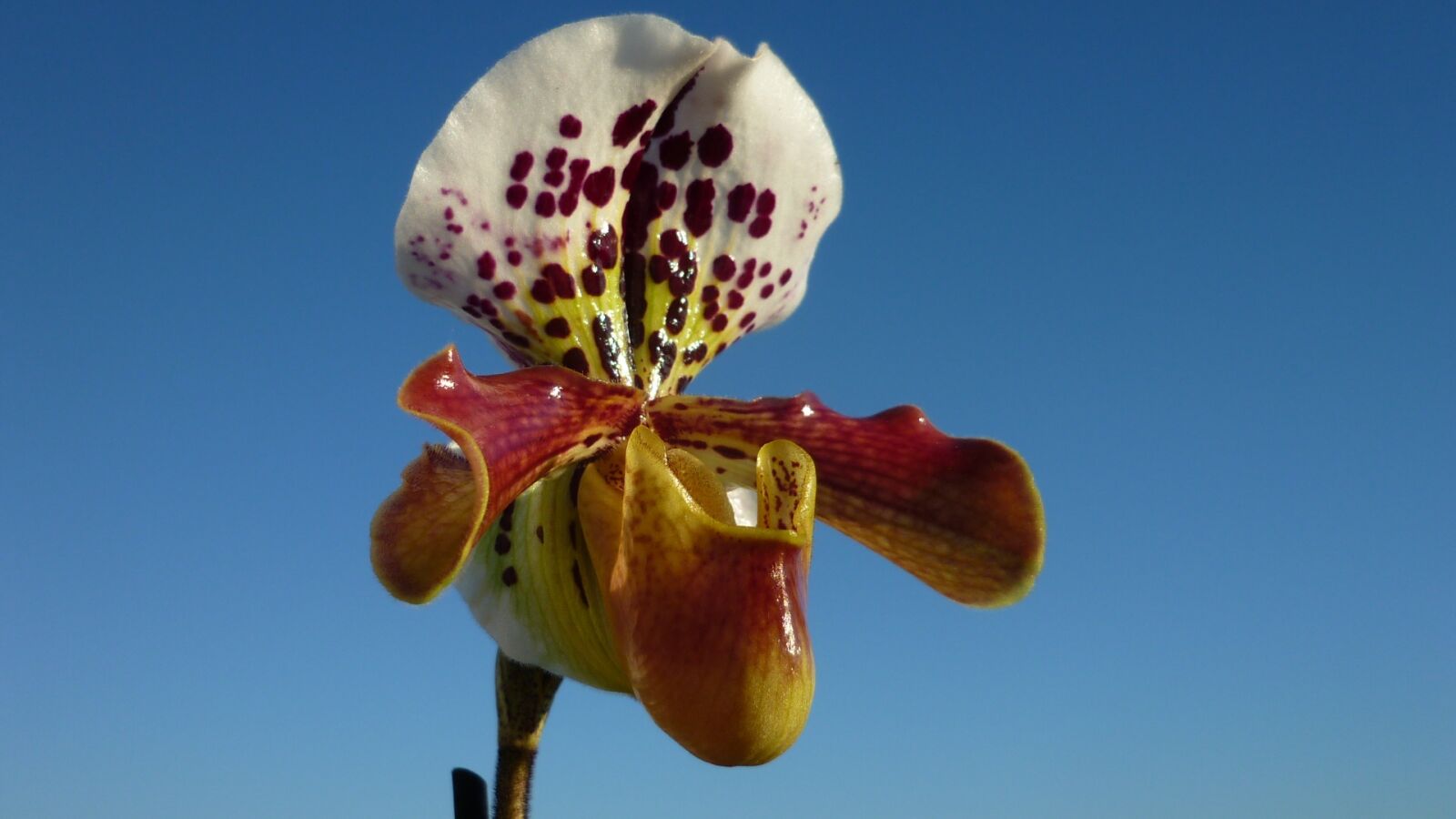 Panasonic Lumix DMC-FS6 sample photo. Frauenschuh, orchid, magnificent photography