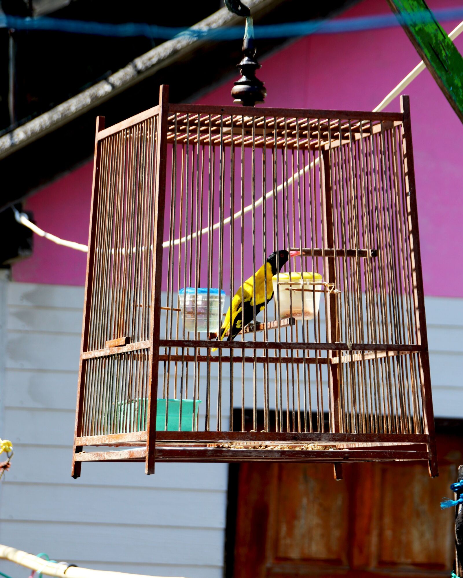 Canon EOS 80D sample photo. Bird, thailand, animal world photography