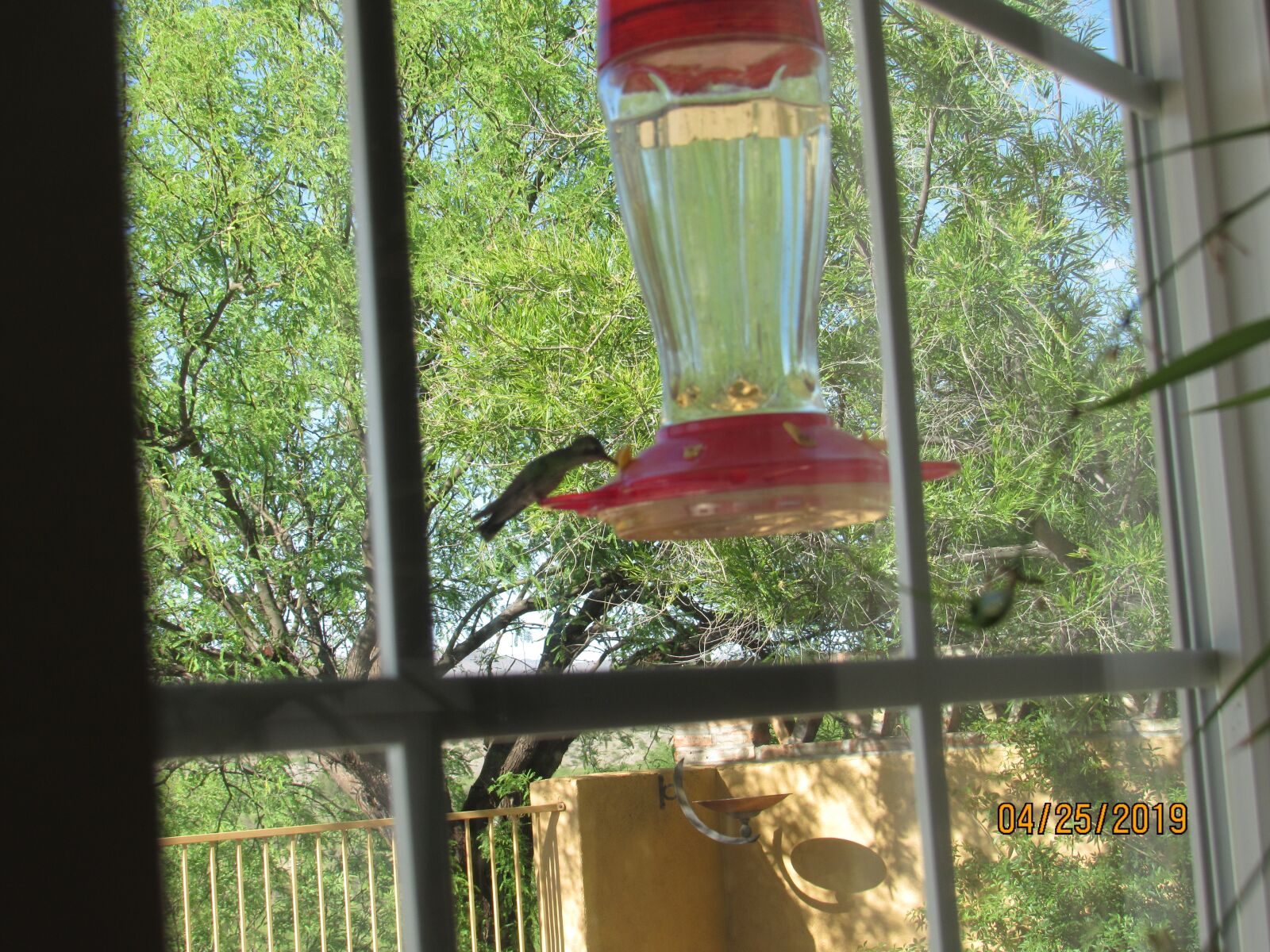 Canon PowerShot SX530 HS sample photo. Hummingbird, wildlife, birds photography