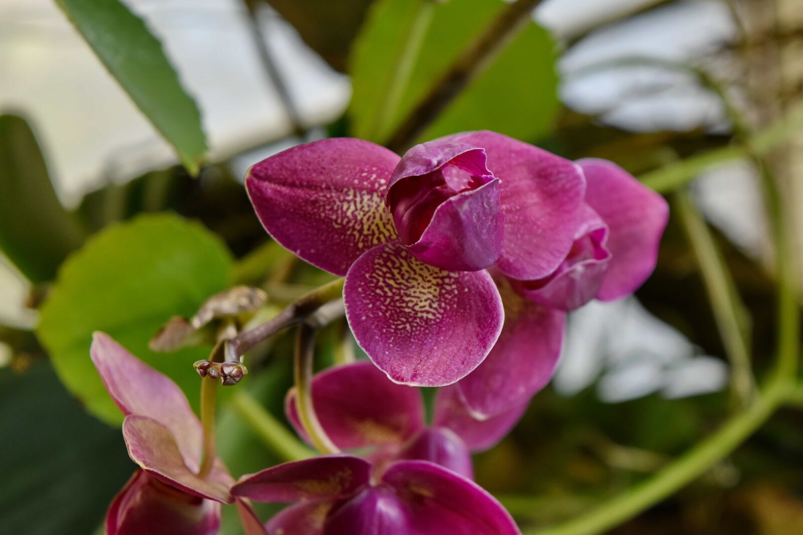 Nikon D5500 sample photo. Purple, blossom, bloom, pink photography