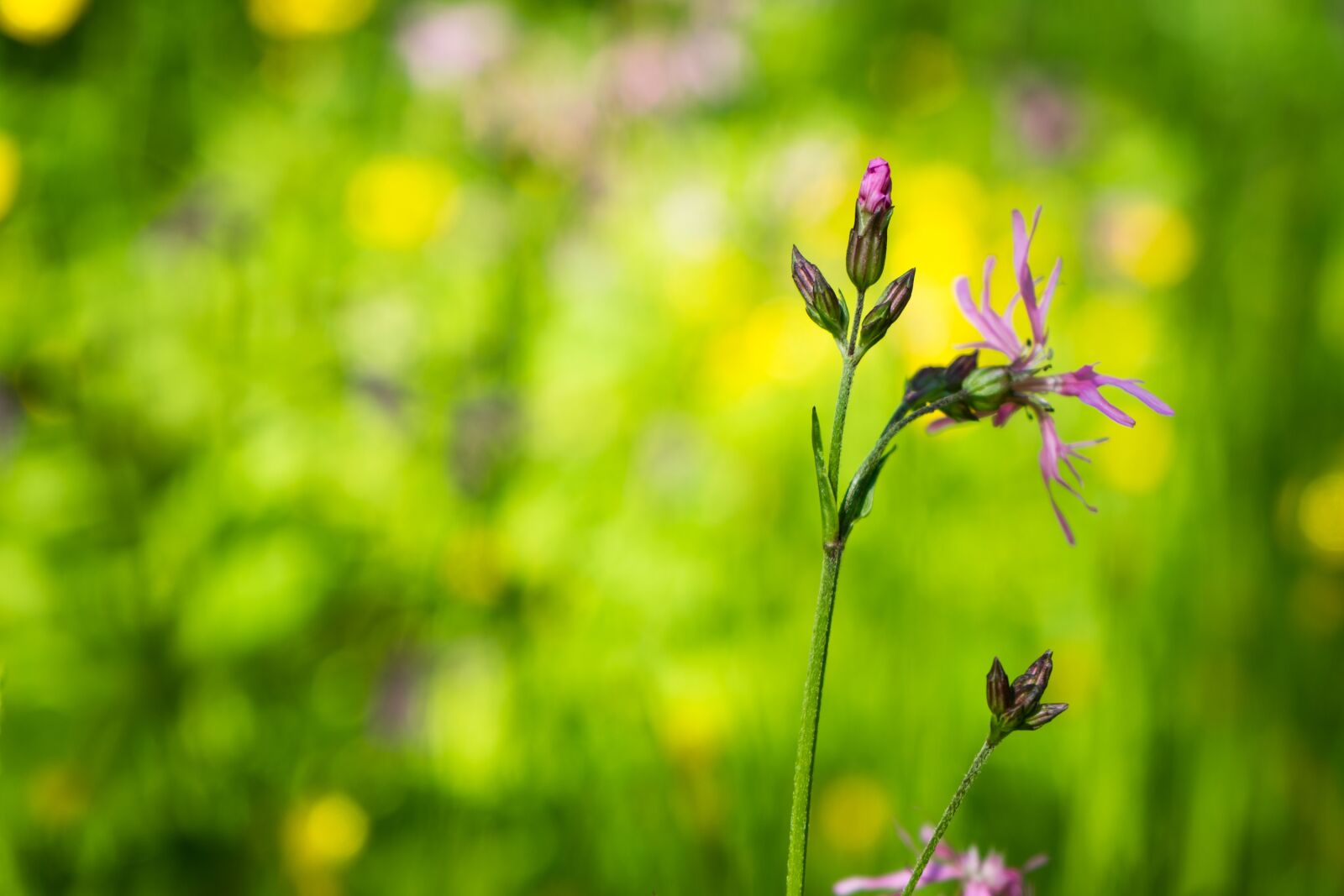 Sony a7 + Sony FE 28-70mm F3.5-5.6 OSS sample photo. Nature, blossom, bloom photography