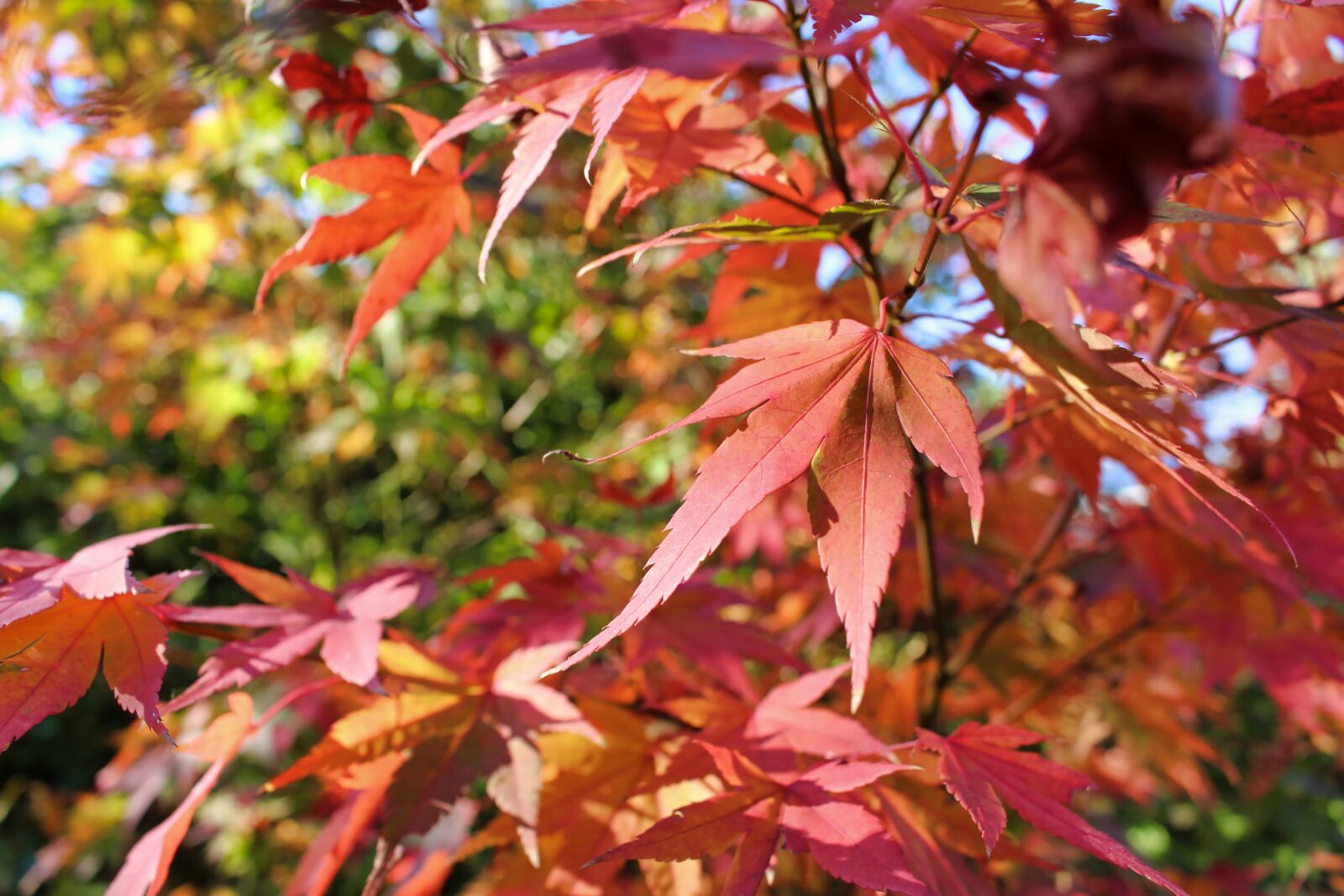 Canon EOS 700D (EOS Rebel T5i / EOS Kiss X7i) sample photo. Autumn, leaves, nature photography