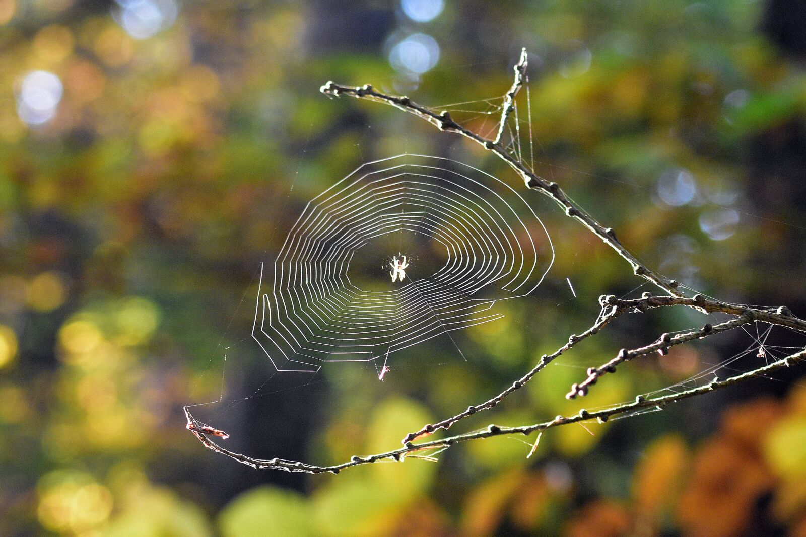 Nikon D3400 sample photo. Cobweb, spider, hotel photography