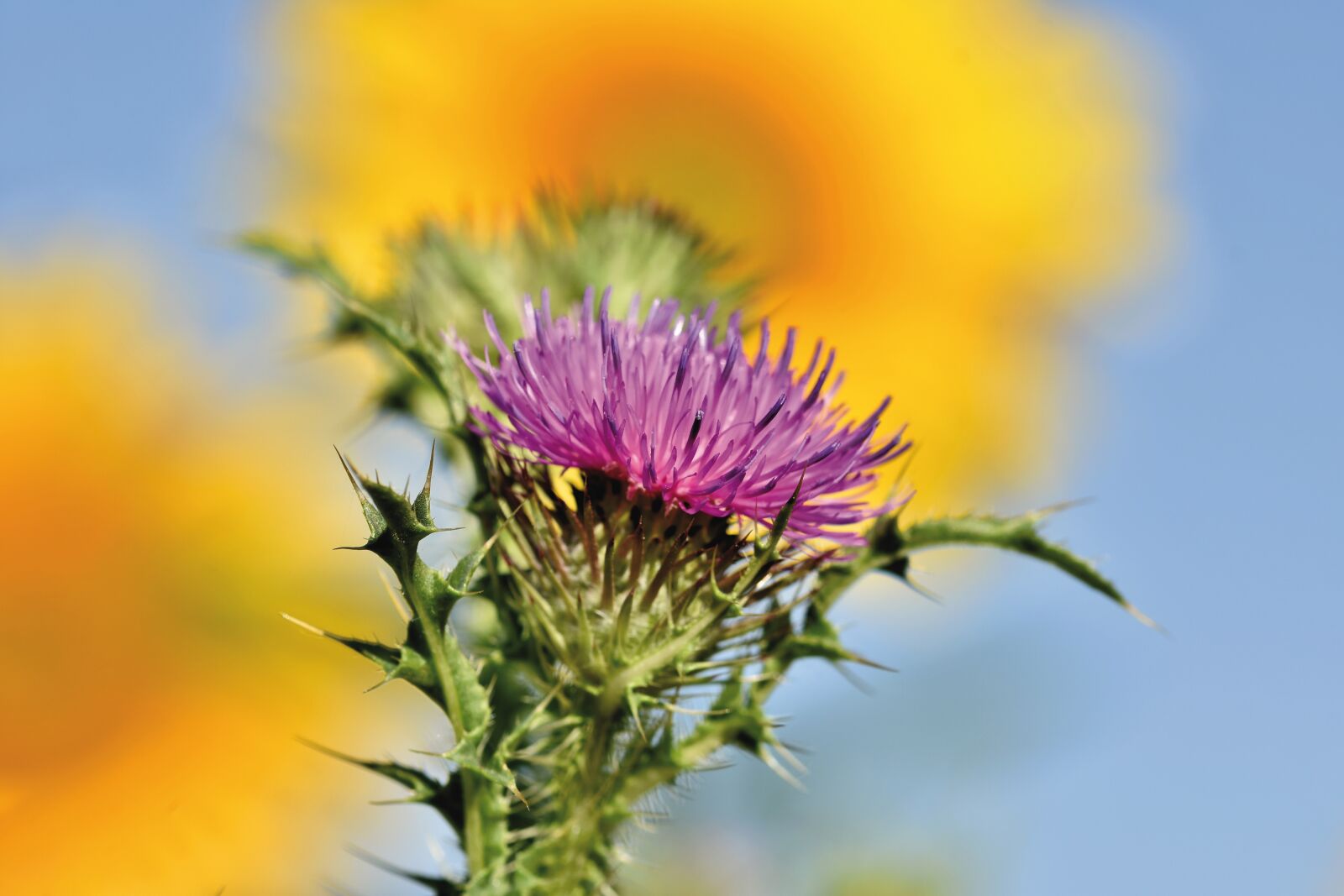 Nikon D7200 sample photo. Thistle, wild flower, prickly photography