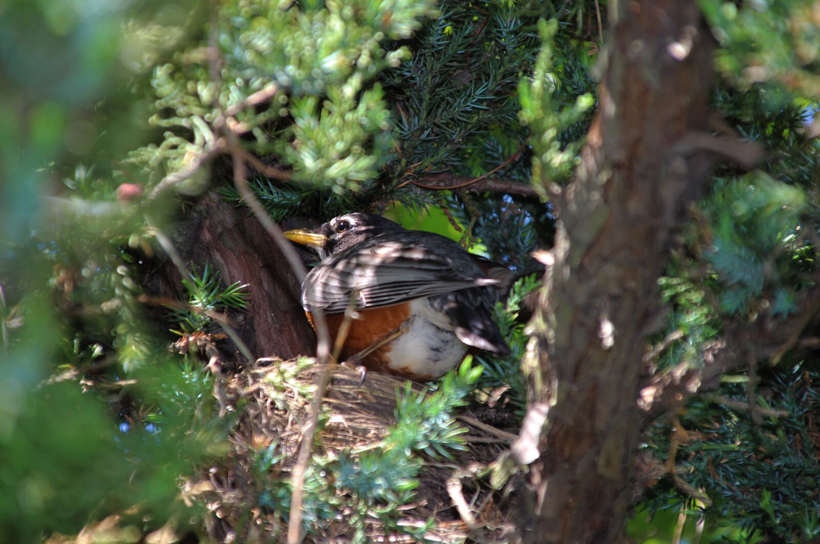 Canon EOS 600D (Rebel EOS T3i / EOS Kiss X5) sample photo. Blackbird, earthworm, bird photography