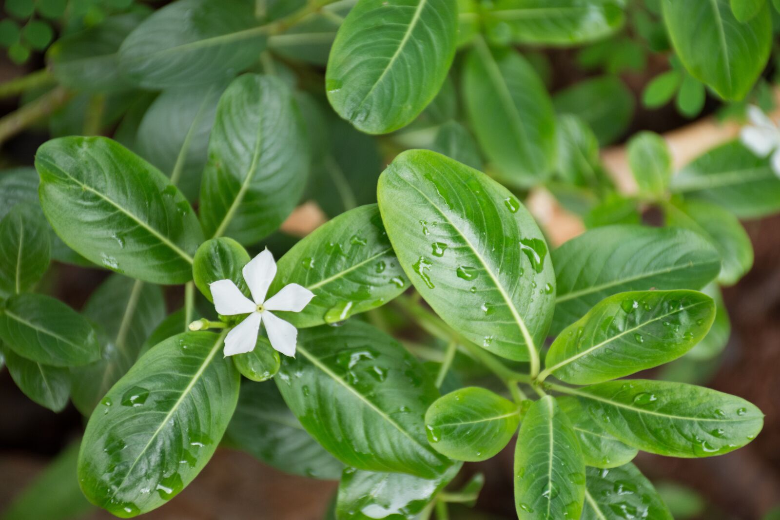 Nikon D7200 sample photo. Leaf, plant, nature photography