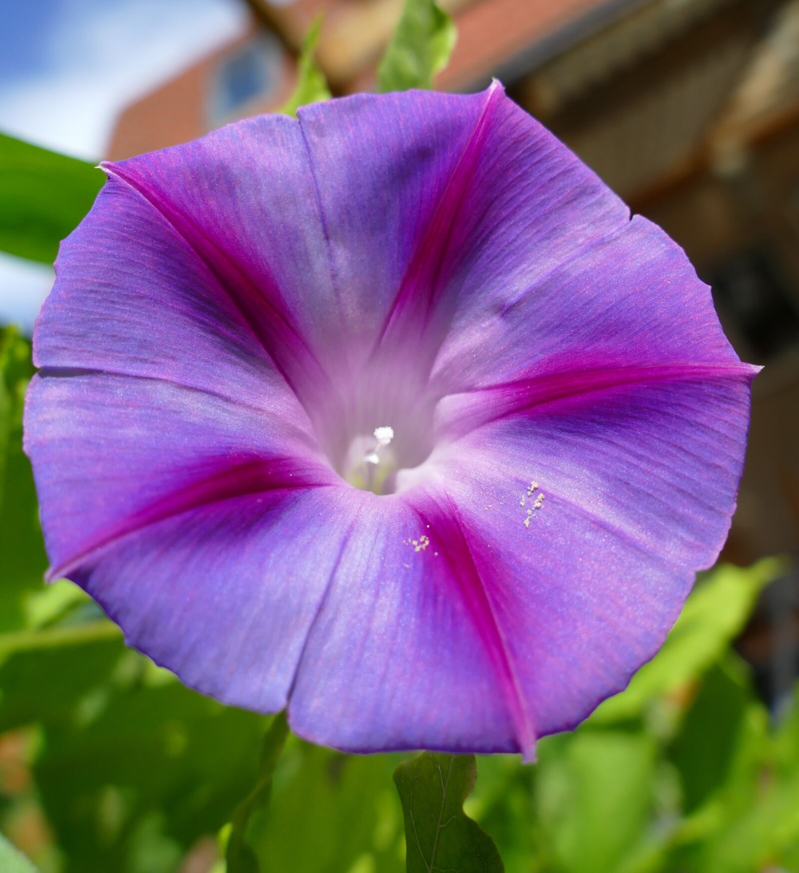 Panasonic Lumix DMC-FZ1000 sample photo. Morning glory, precious winds photography