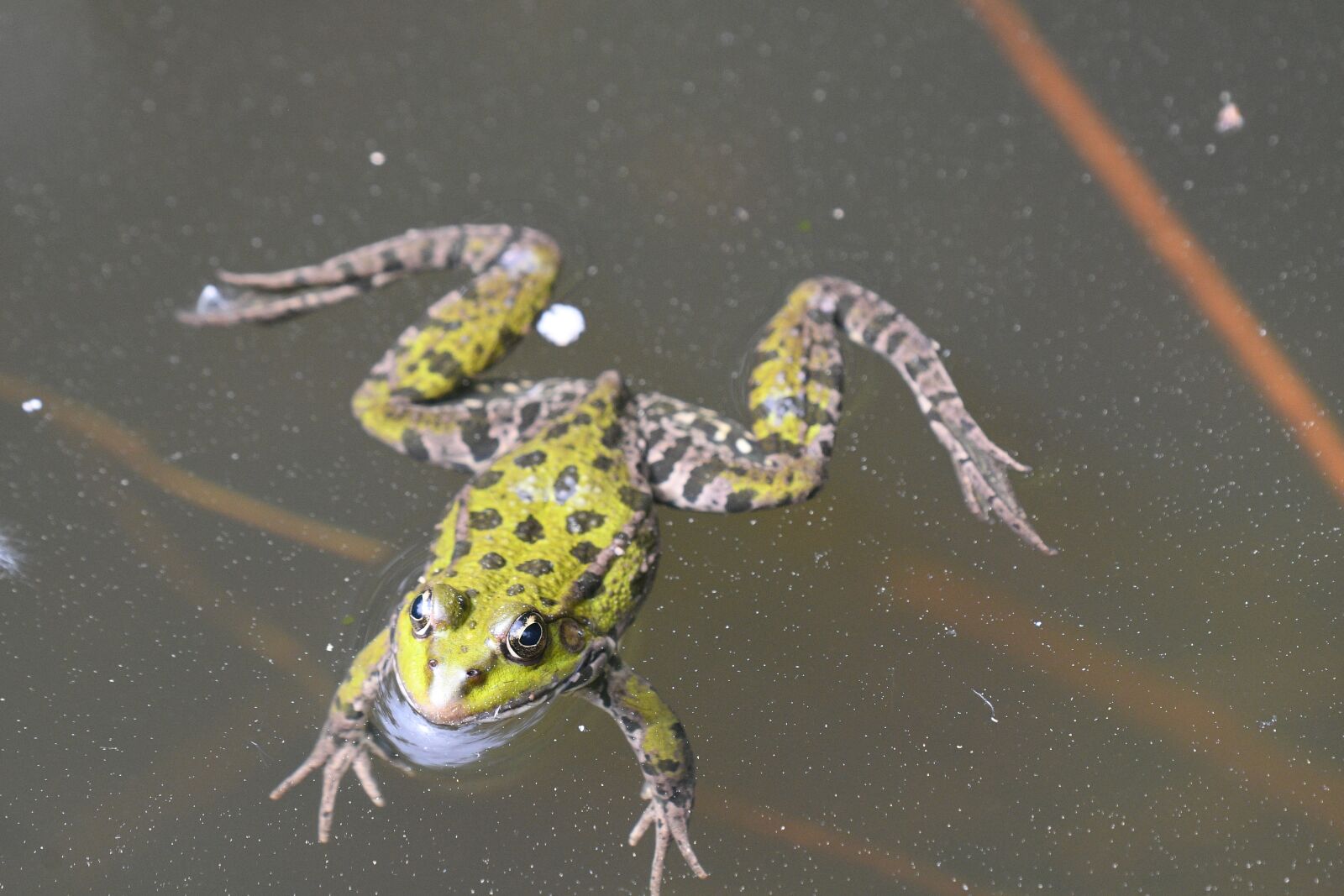 Nikon D500 sample photo. Frog, swim, nature photography
