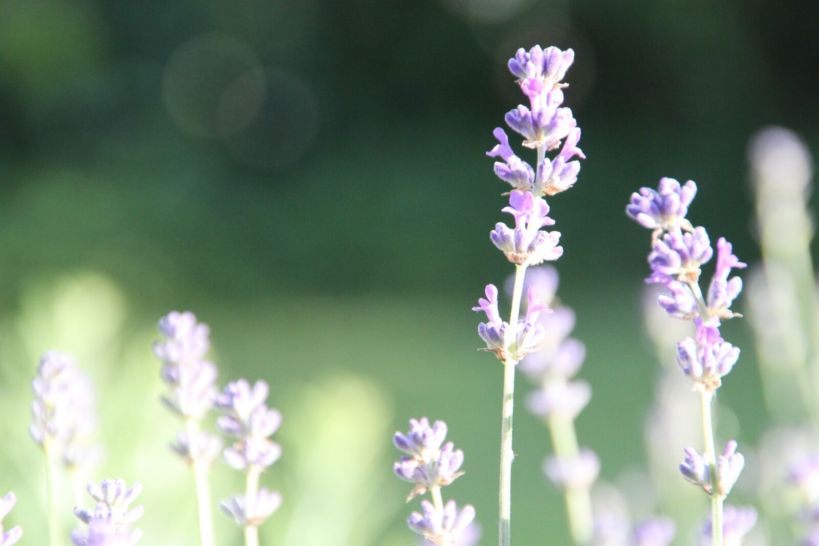 Canon EOS 500D (EOS Rebel T1i / EOS Kiss X3) sample photo. Lavender, flowers, violet photography