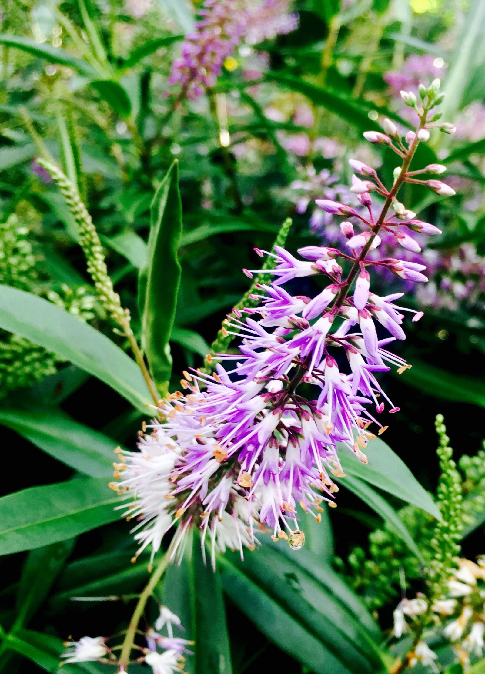 Apple iPhone 6 sample photo. Purple, green, nature photography
